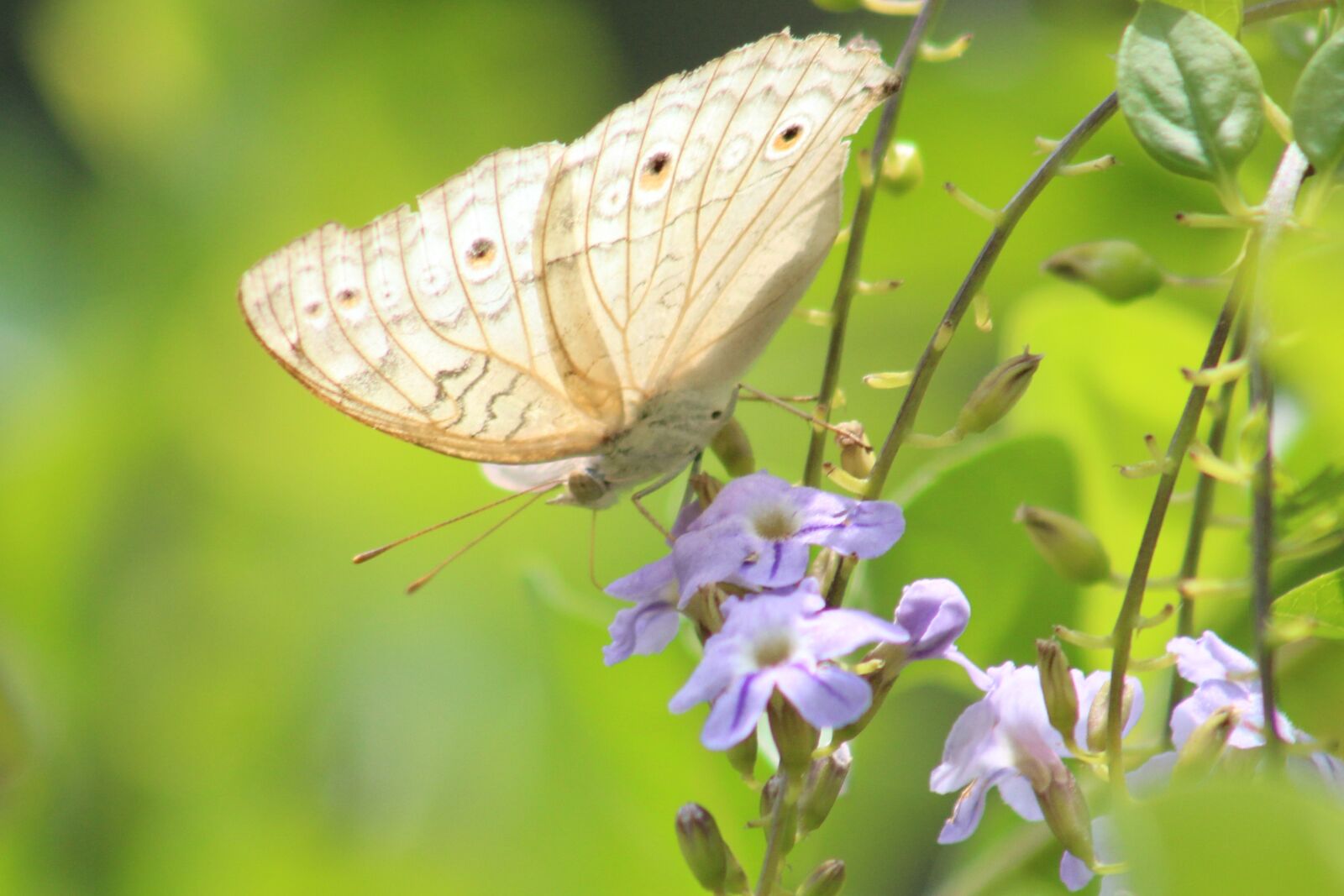 Canon EF75-300mm f/4-5.6 sample photo. Flowers, nature, wallpaper photography