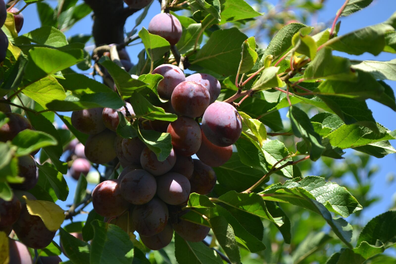 Nikon D3100 sample photo. Cultivation, plums, organic photography