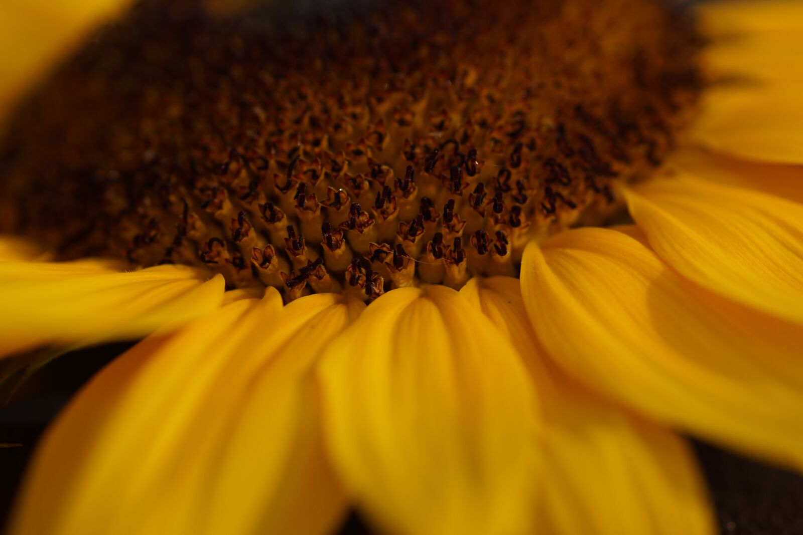 Sony SLT-A68 sample photo. Sunflower, yellow, close up photography