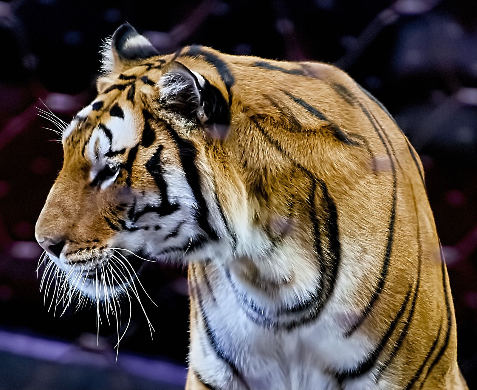 Nikon D800 sample photo. Tiger, animal, cat photography