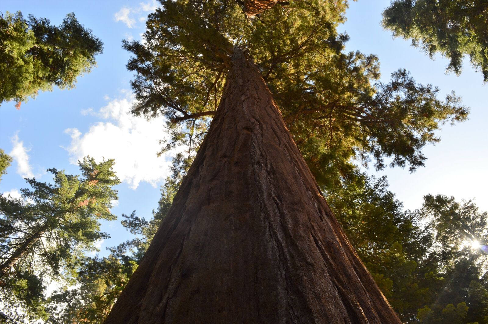 Nikon D3200 sample photo. Forest, tree, hair photography