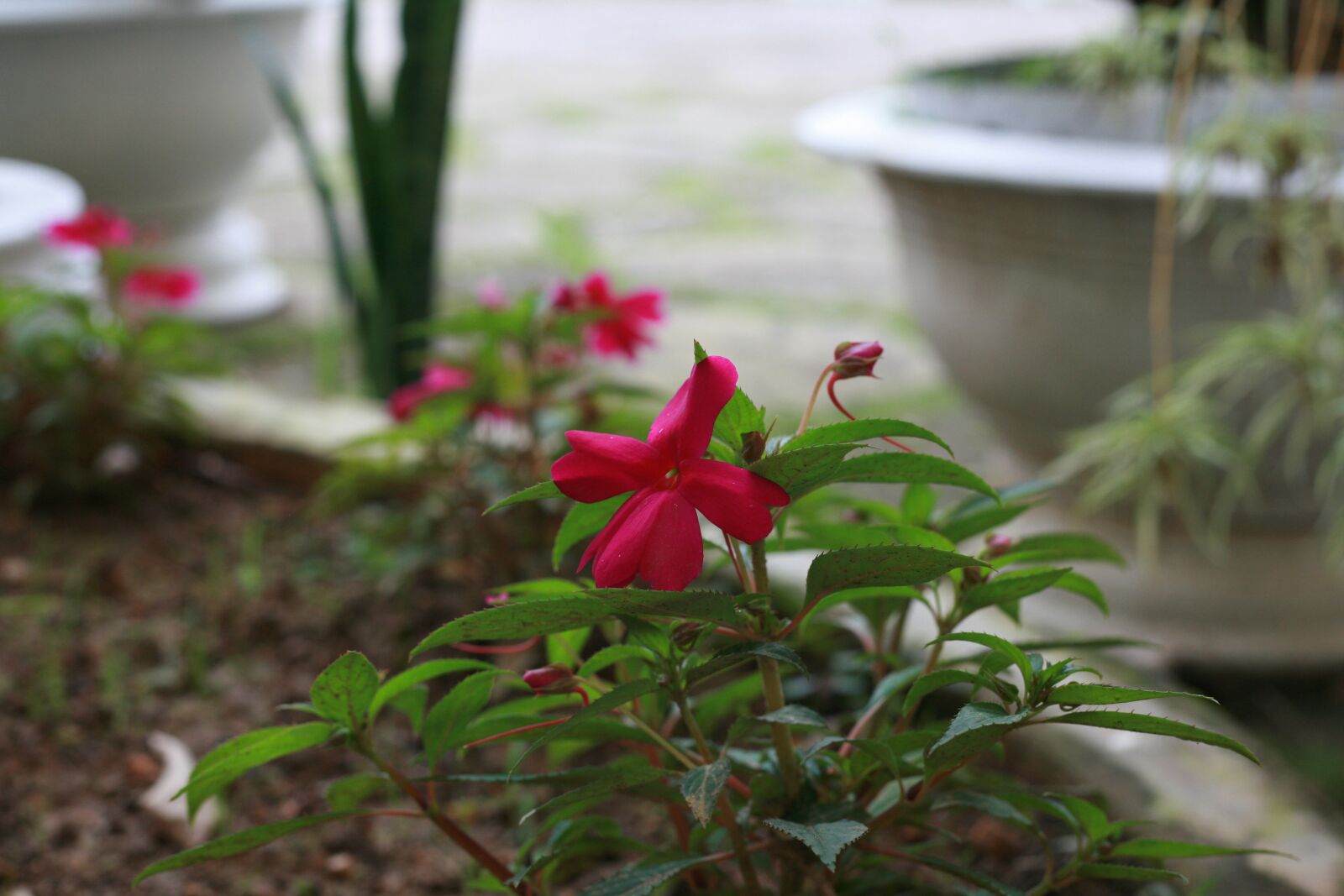 Canon EOS 5D sample photo. Sunpatiens, flower, garden photography