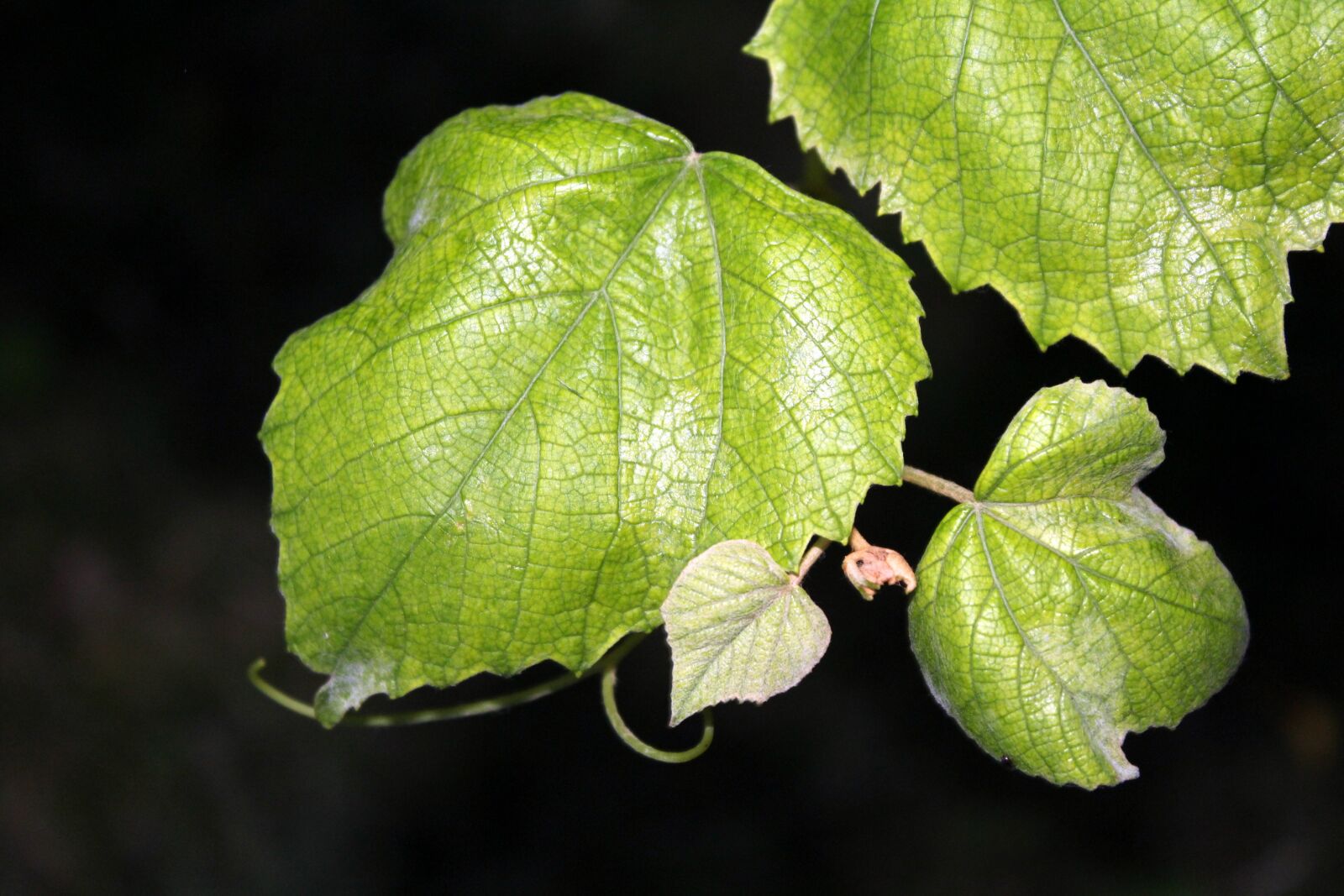 Canon EOS 1200D (EOS Rebel T5 / EOS Kiss X70 / EOS Hi) sample photo. Grape leaves, grapes, foliage photography