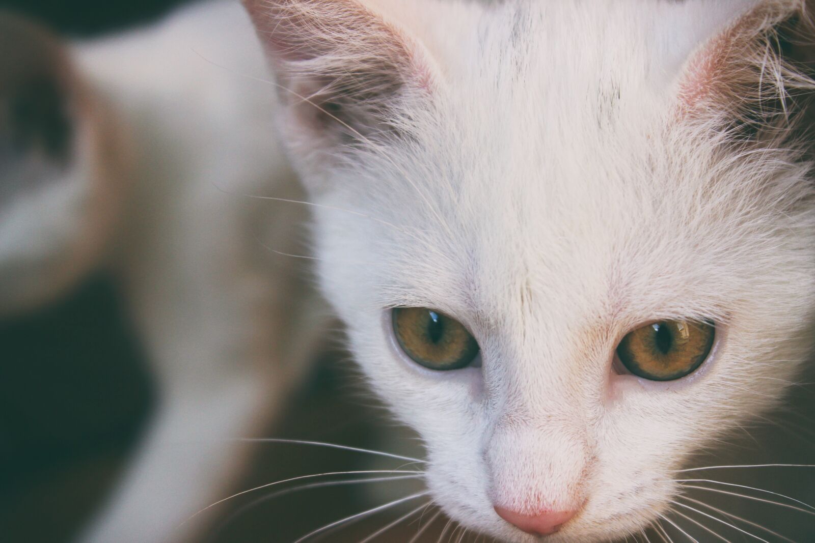 Canon EOS 600D (Rebel EOS T3i / EOS Kiss X5) sample photo. Cat, white, kitten photography