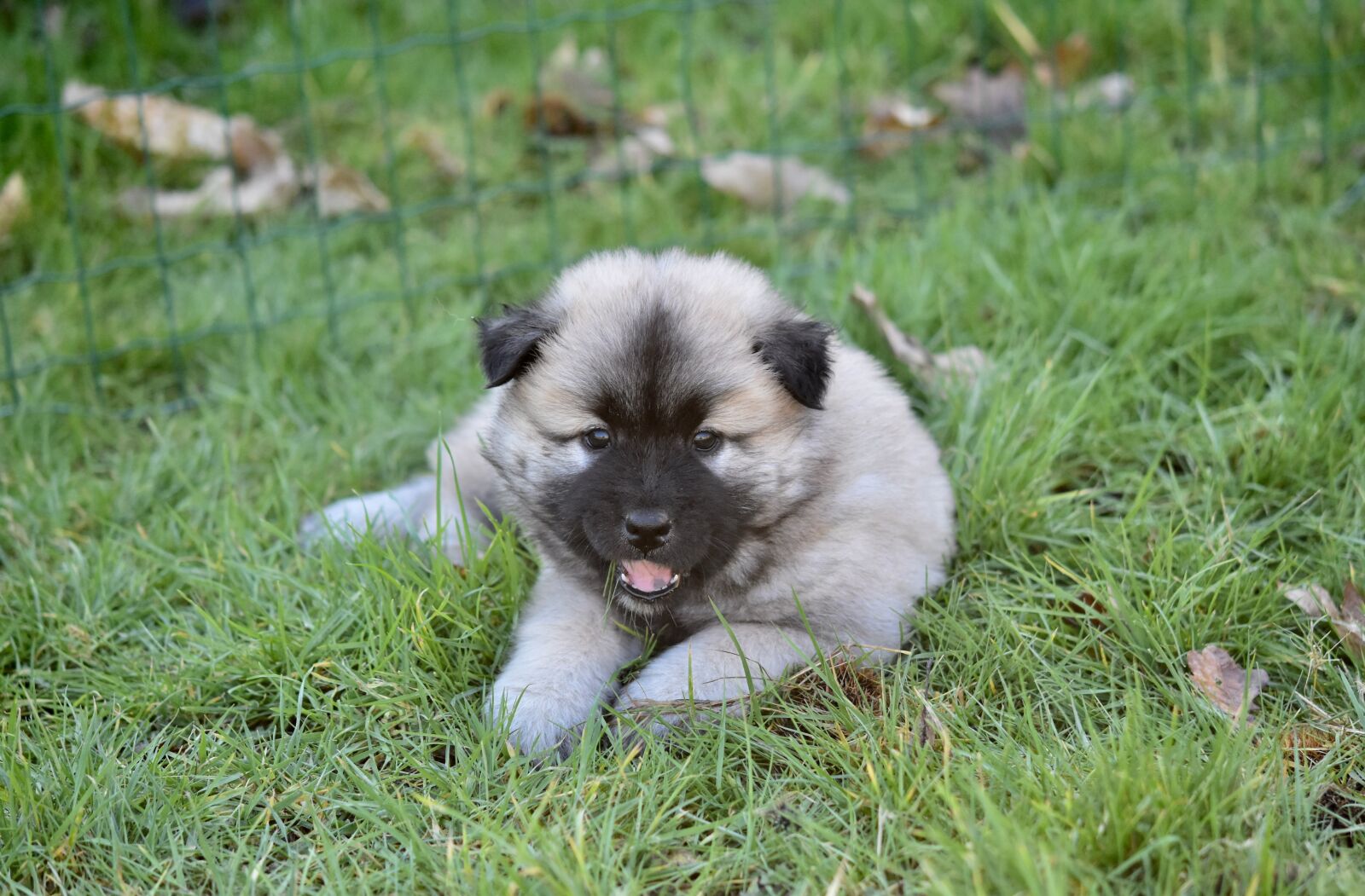 Nikon D5600 sample photo. Dog, puppy, pup photography
