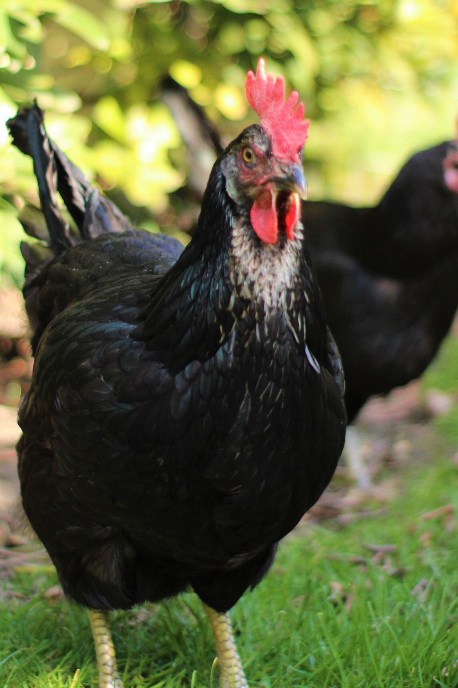 Canon EOS 2000D (EOS Rebel T7 / EOS Kiss X90 / EOS 1500D) sample photo. Chicken, hen, poultry photography