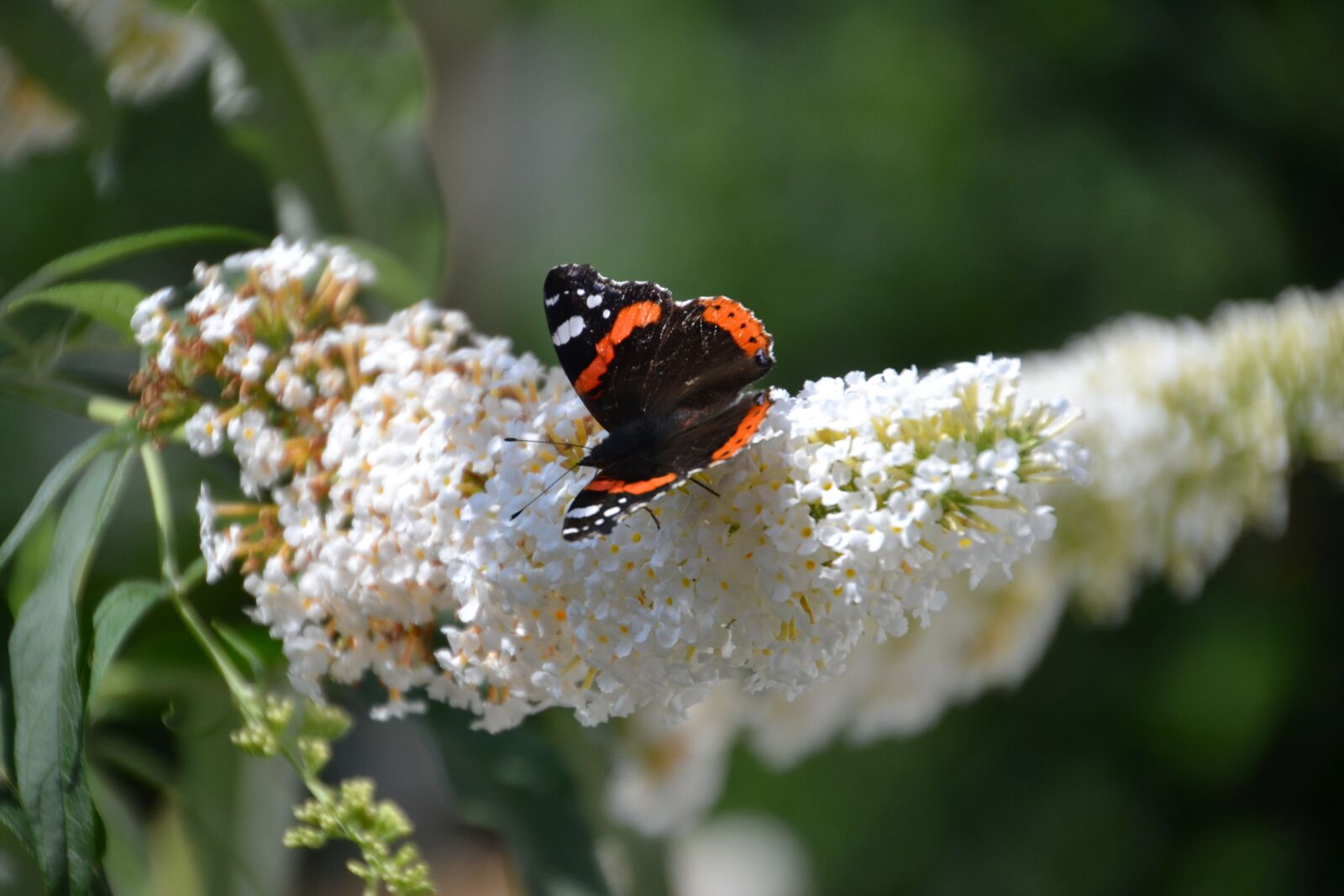 Nikon D3100 sample photo. Admiral, butterfly, nature photography