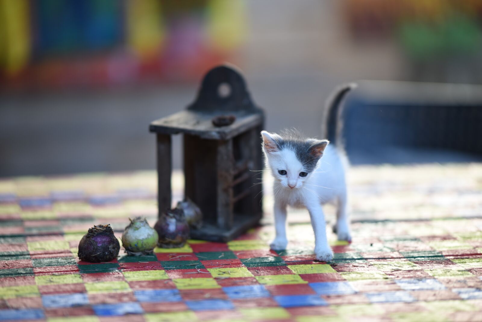 Nikon D810 sample photo. Objects, animal, domestic photography