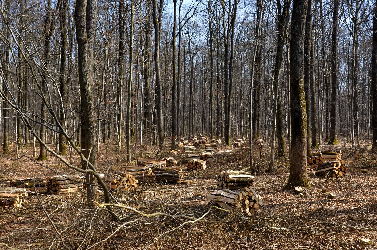 Nikon D5100 sample photo. Renewable energy, wood, ecology photography