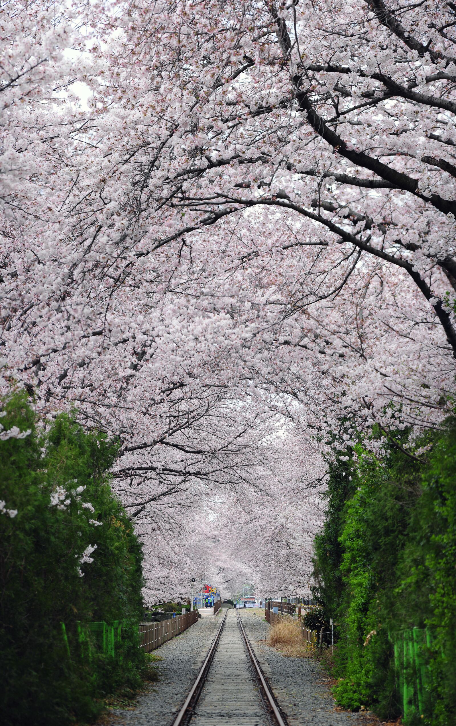 Nikon D3X sample photo. Cherry blossom, avenue, railroad photography
