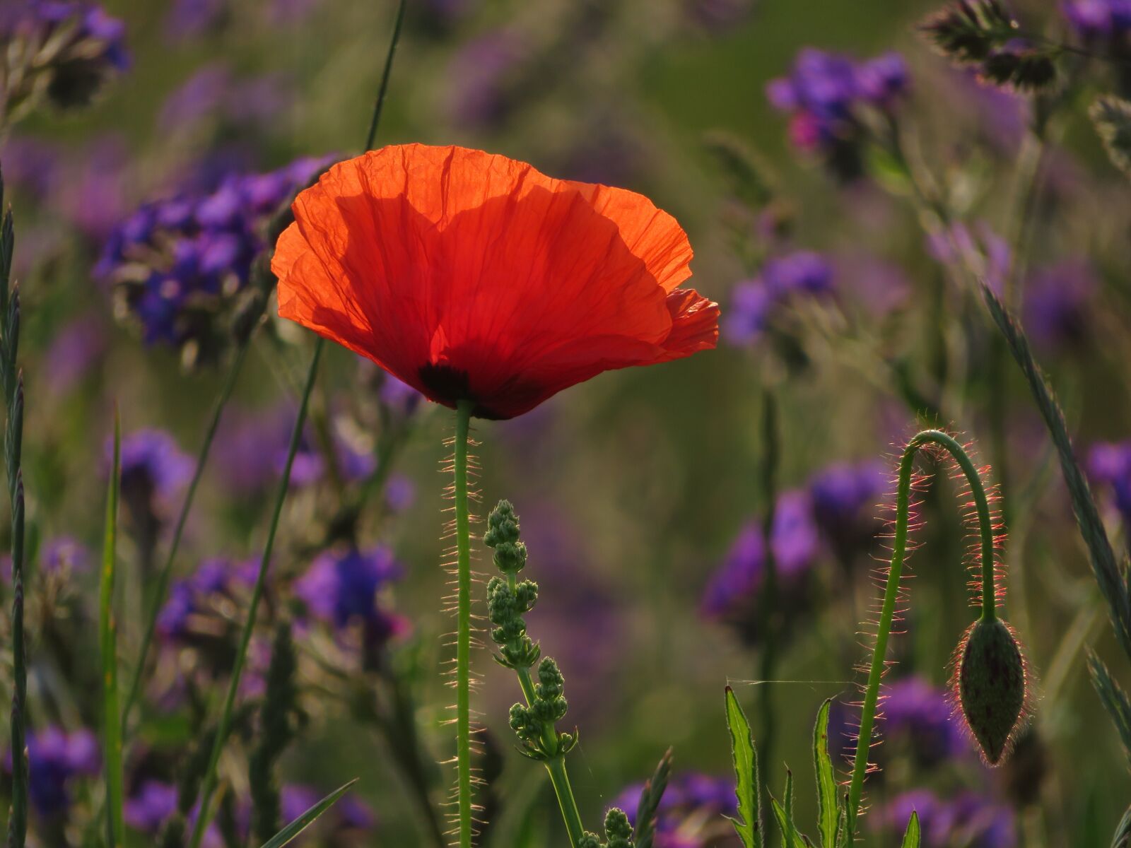 Canon PowerShot SX720 HS sample photo. Poppy, red, flower photography