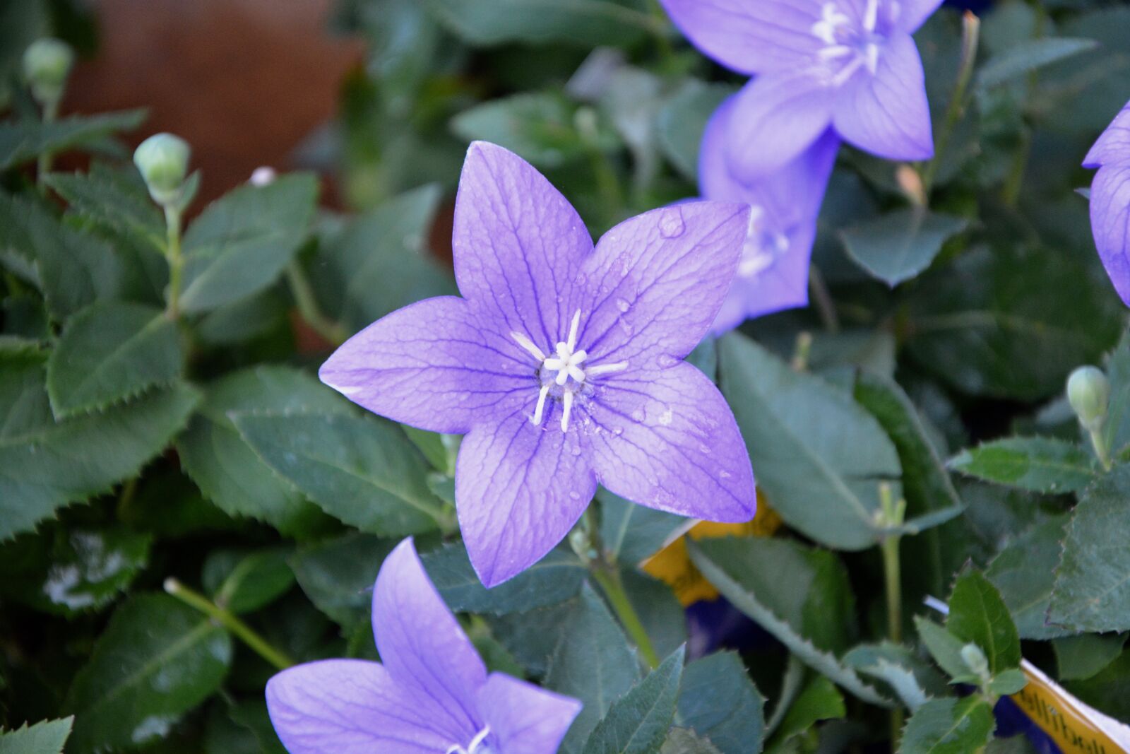 Nikon D5200 sample photo. Flower, purple flowers, plants photography
