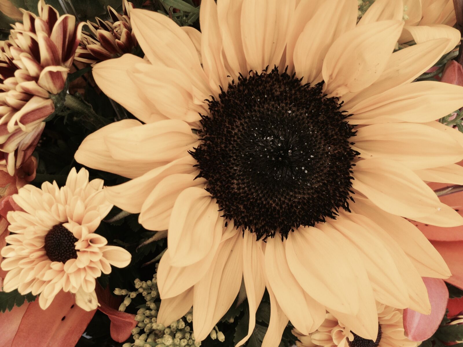 iPhone 5 back camera 4.12mm f/2.4 sample photo. Sunflower, flowers, yellow photography