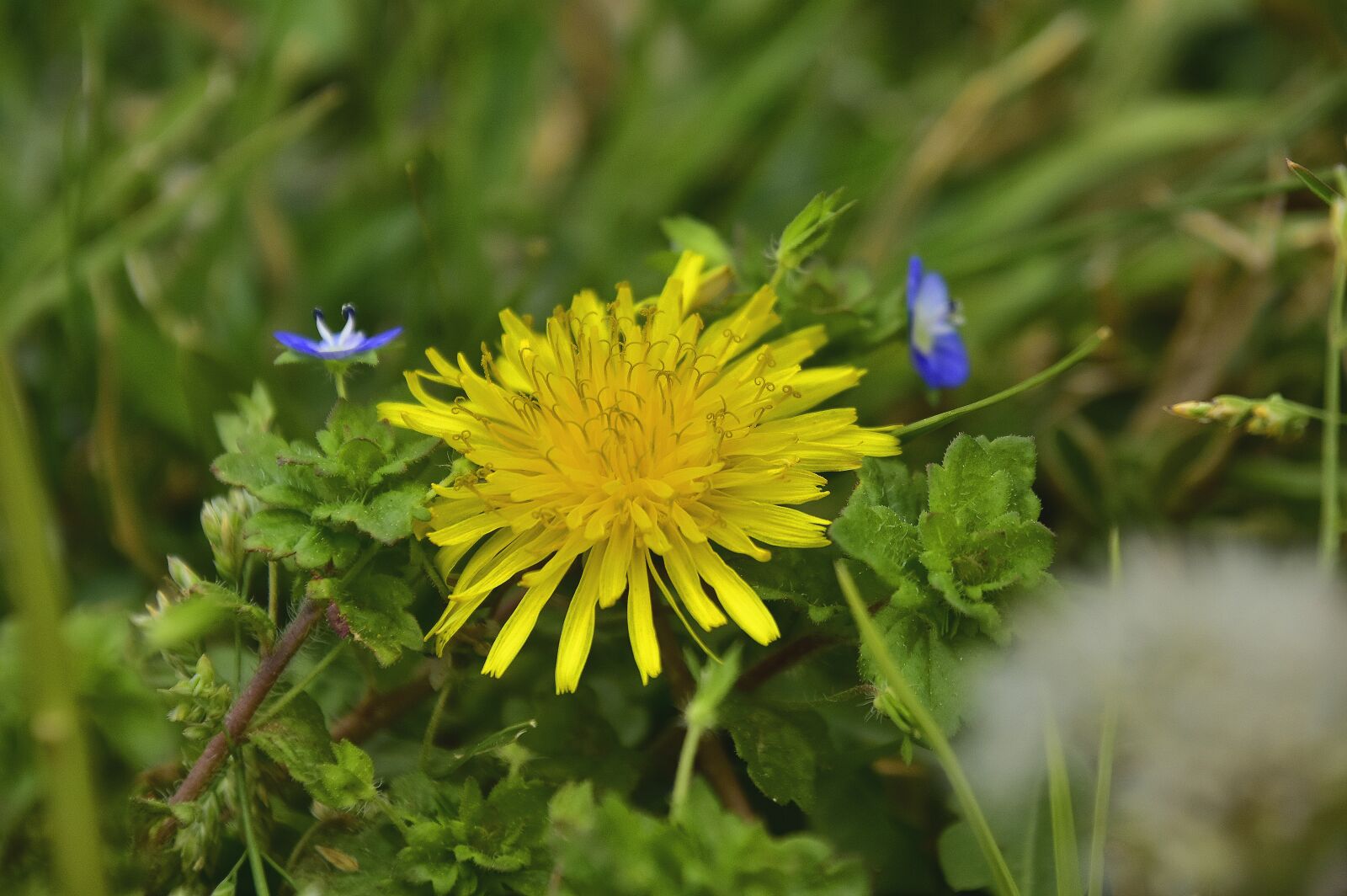 Nikon D7200 sample photo. Nature, flower, plant photography