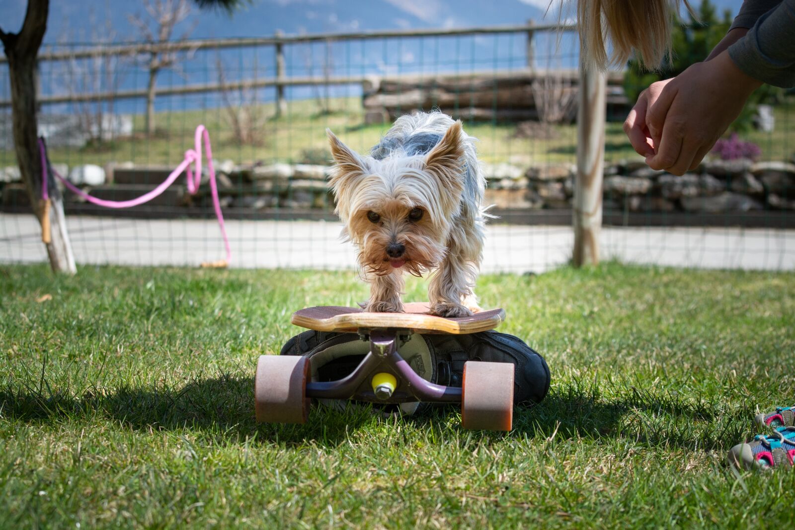 Nikon D7100 sample photo. Dog, dog training, garden photography