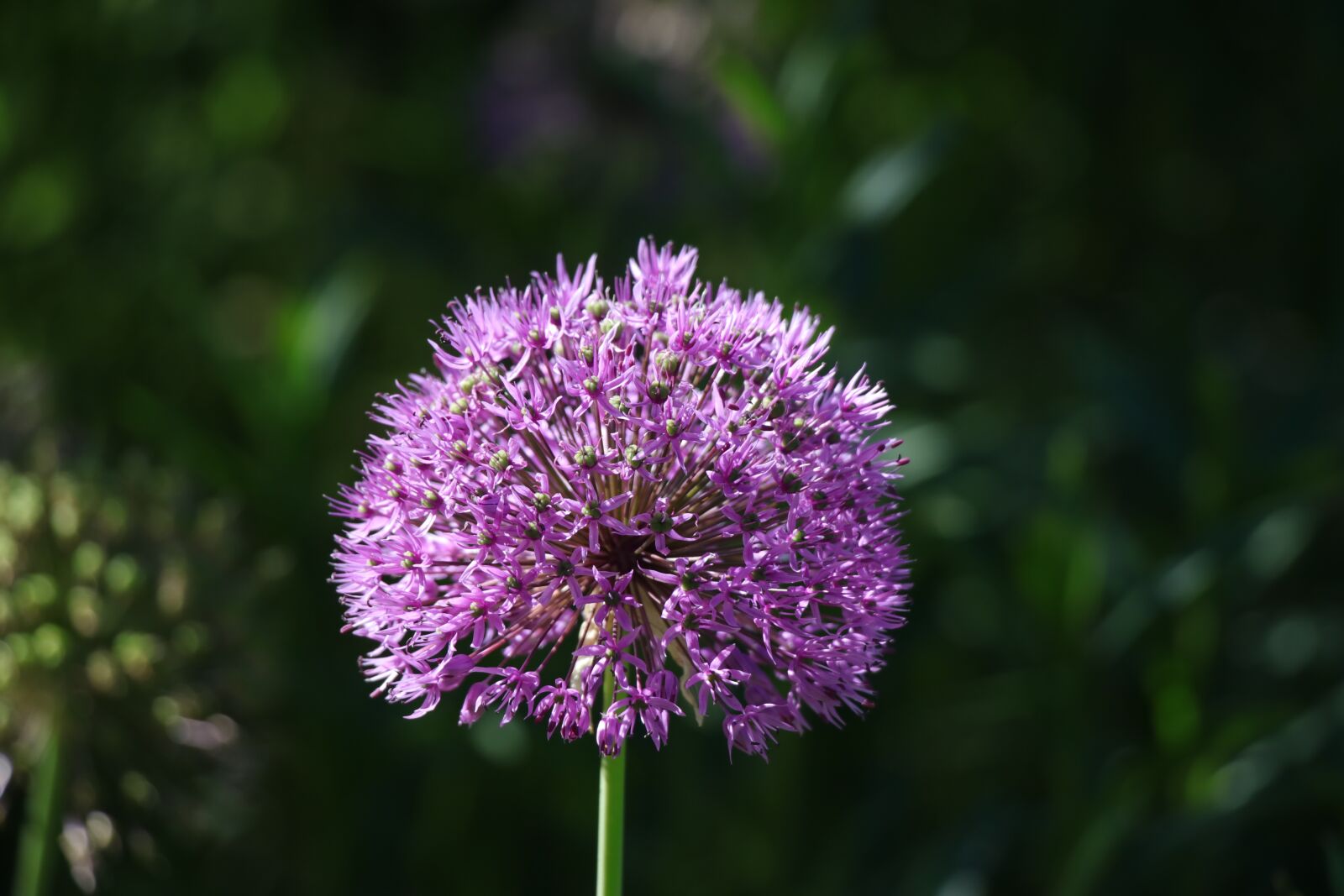 Canon EF-S 18-135mm F3.5-5.6 IS USM sample photo. Allium, blossom, bloom photography