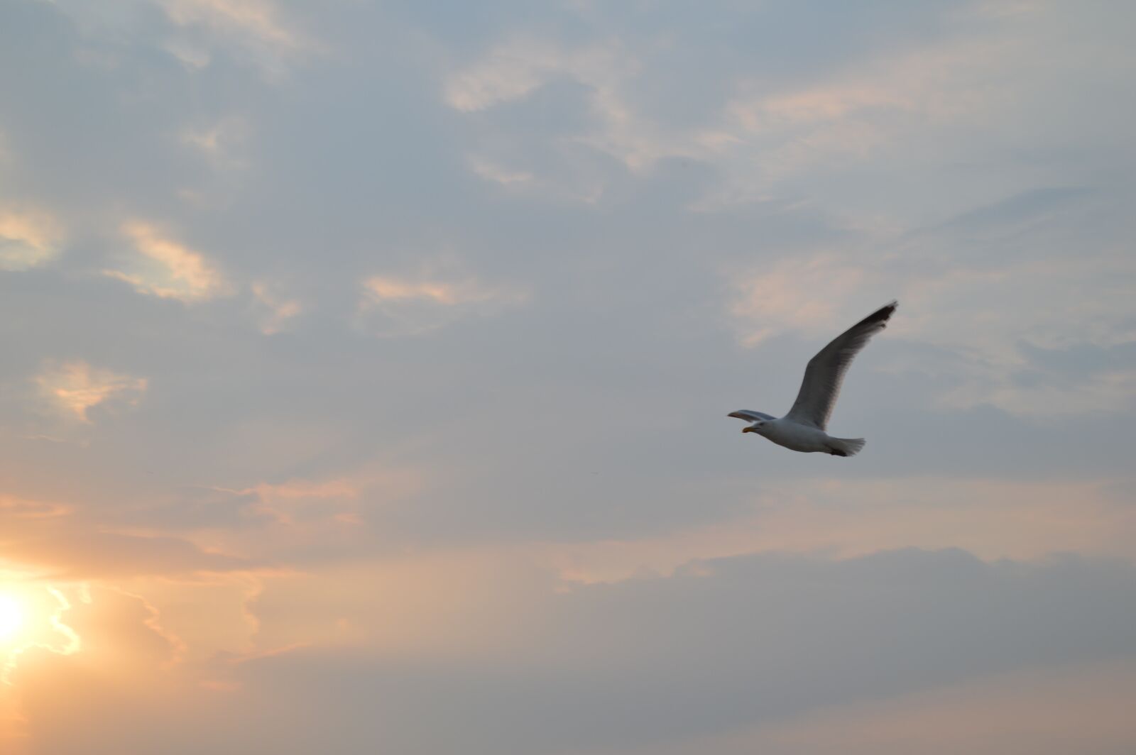 Nikon D3200 sample photo. Seagull, sky, sunset photography
