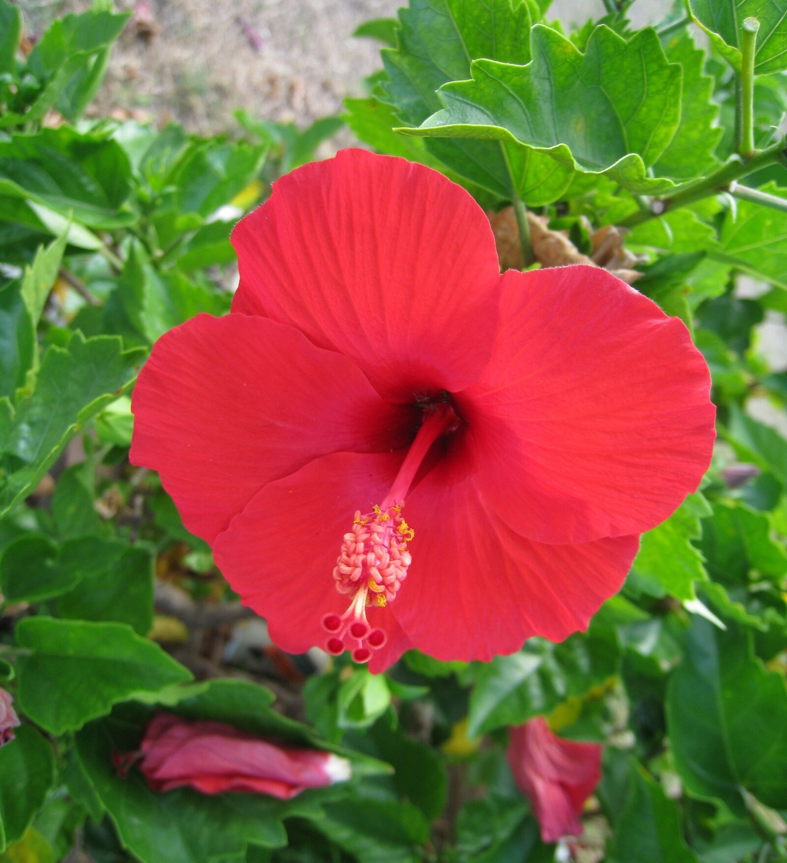 Canon IXY DIGITAL 910 IS sample photo. Hibiscus, ishigaki island, outlying photography