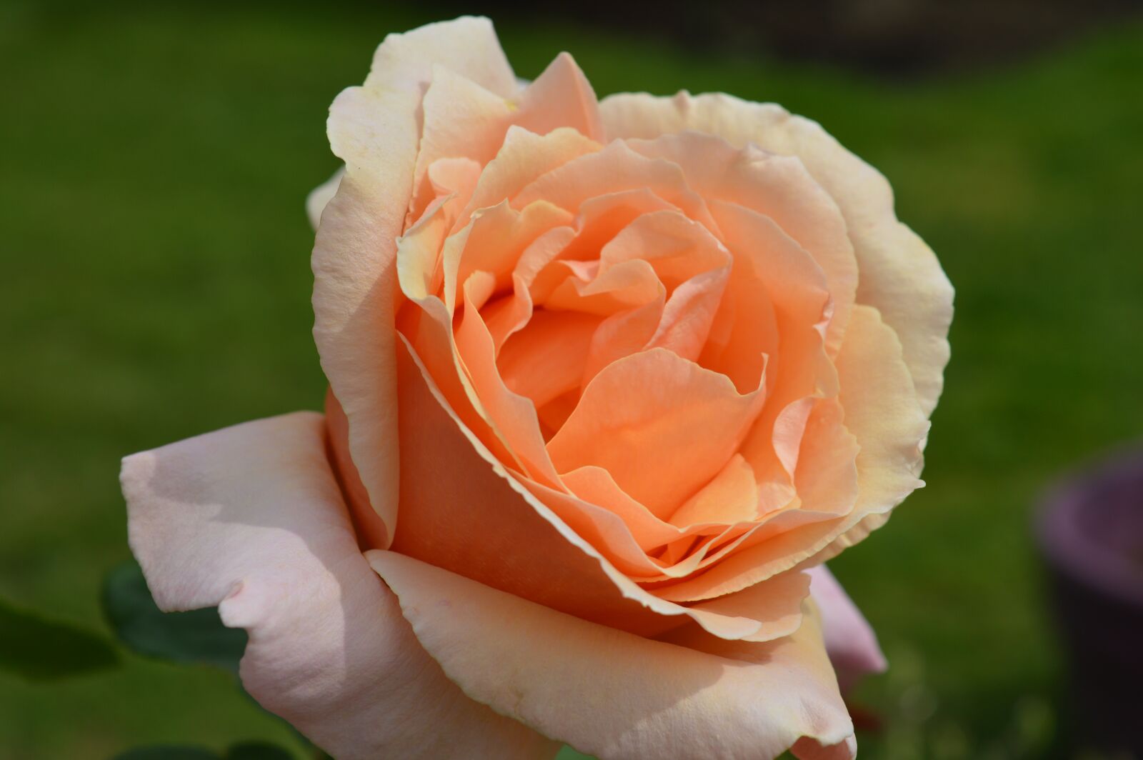 Nikon D3200 sample photo. Rose, pedals, flower photography