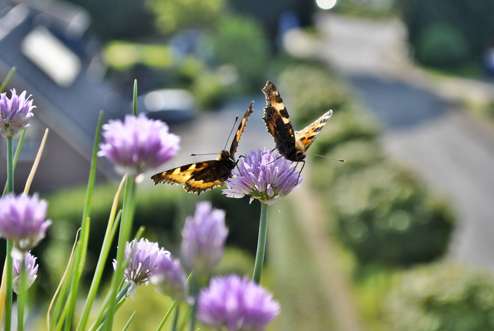Nikon D3000 sample photo. Butterflies, thistles, nature photography
