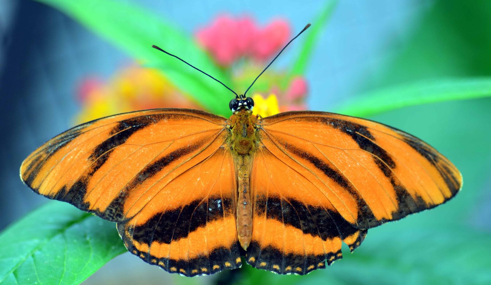 Nikon D3300 sample photo. Summer, invertebrate, insect, nature photography
