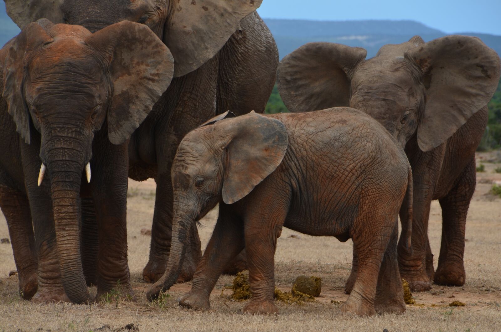 Nikon D5100 sample photo. Africa, safari, elephant photography