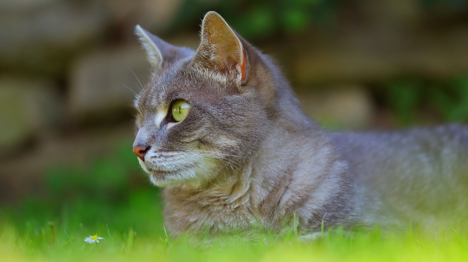 Canon EOS M50 (EOS Kiss M) sample photo. Cat, portrait, domestic cat photography