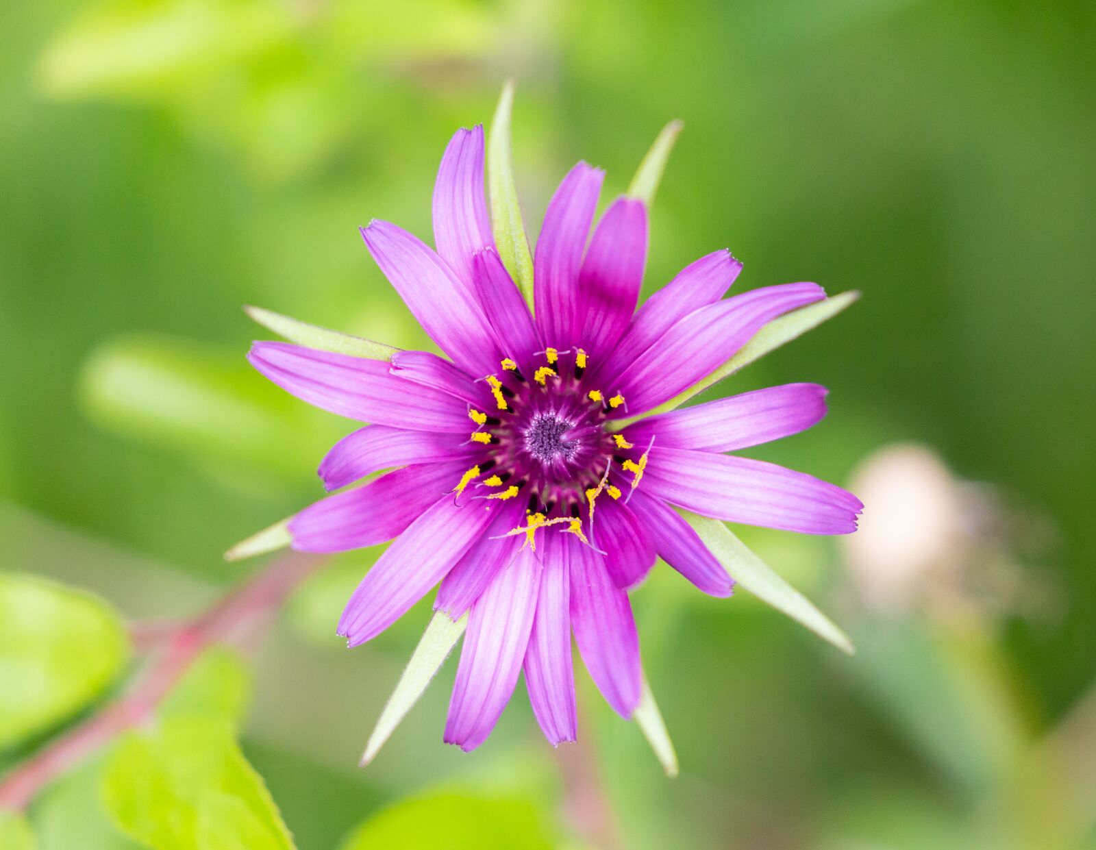 Canon EOS 5D Mark III sample photo. Salsify flower, wild flower photography