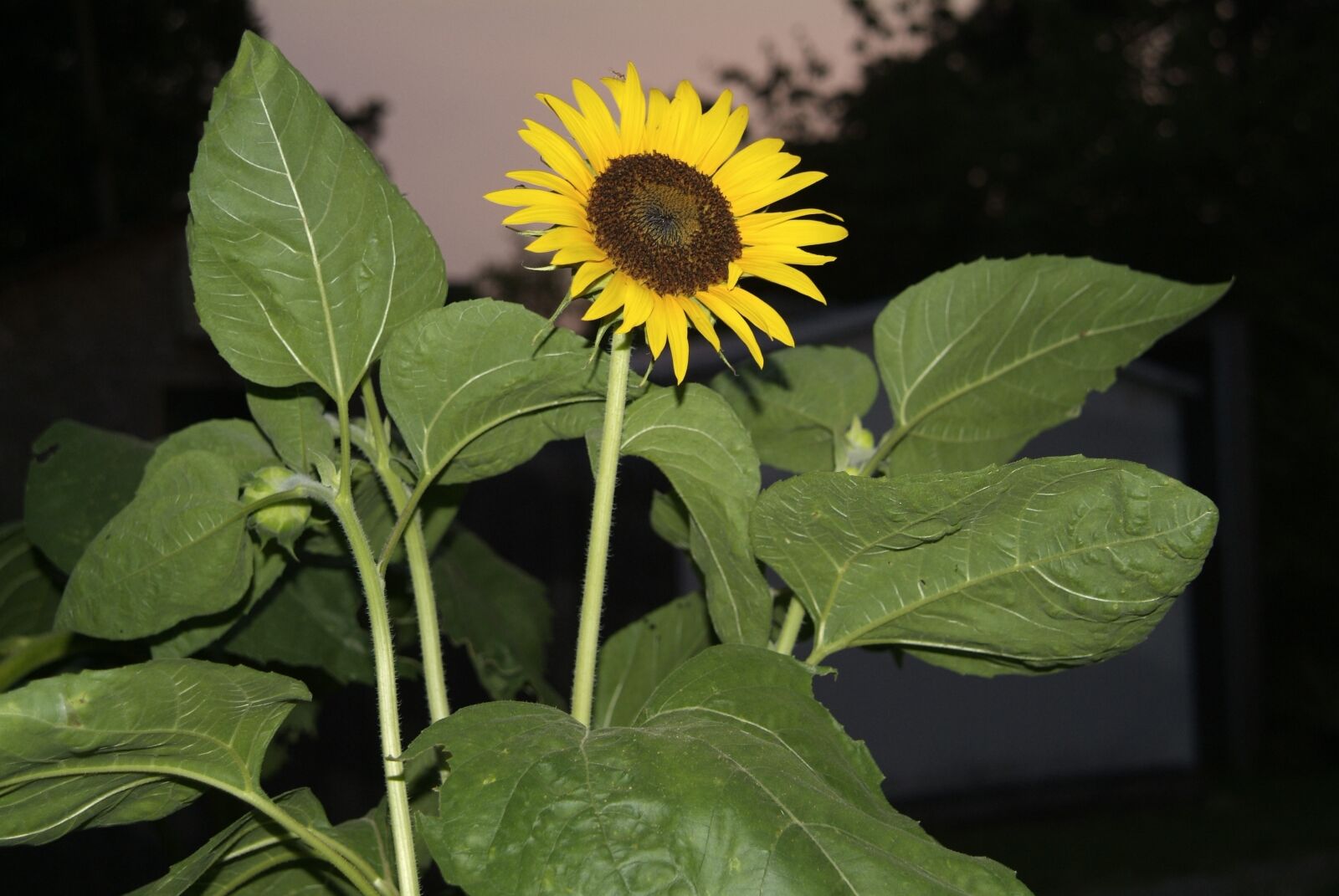 Fujifilm FinePix S3 Pro sample photo. Sunflower, flower, summer flowers photography