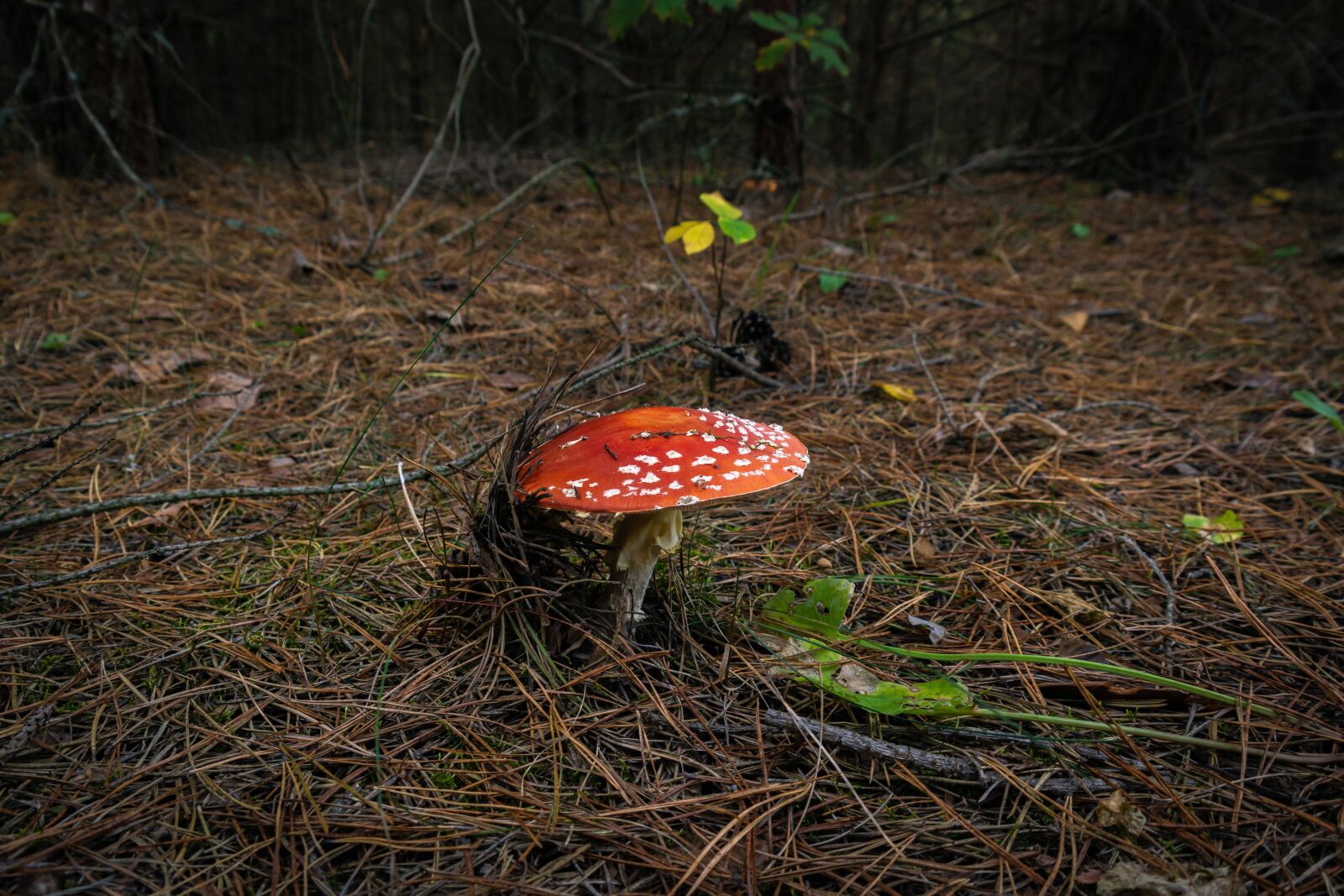 Samsung NX 18-55mm F3.5-5.6 OIS sample photo. Mushroom, forest, amanita photography