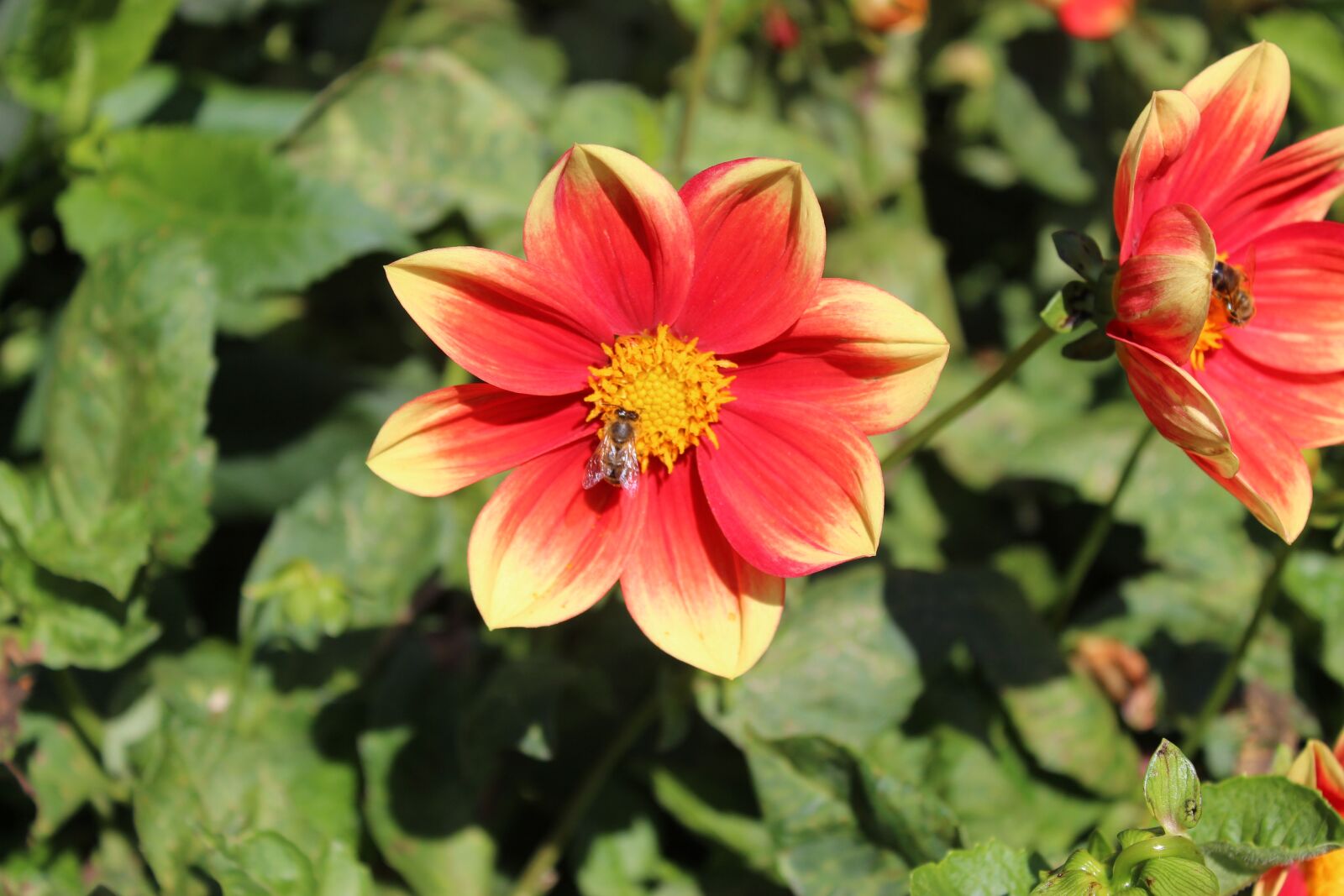 Canon EOS 600D (Rebel EOS T3i / EOS Kiss X5) sample photo. Mainau, lake constance, island photography