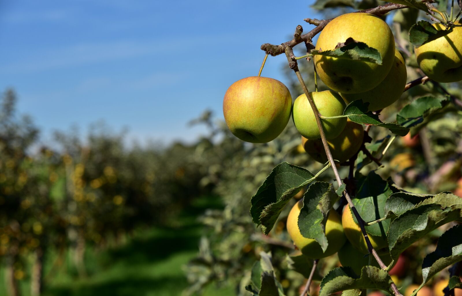 Nikon D750 sample photo. Apple tree, apple, fruit photography