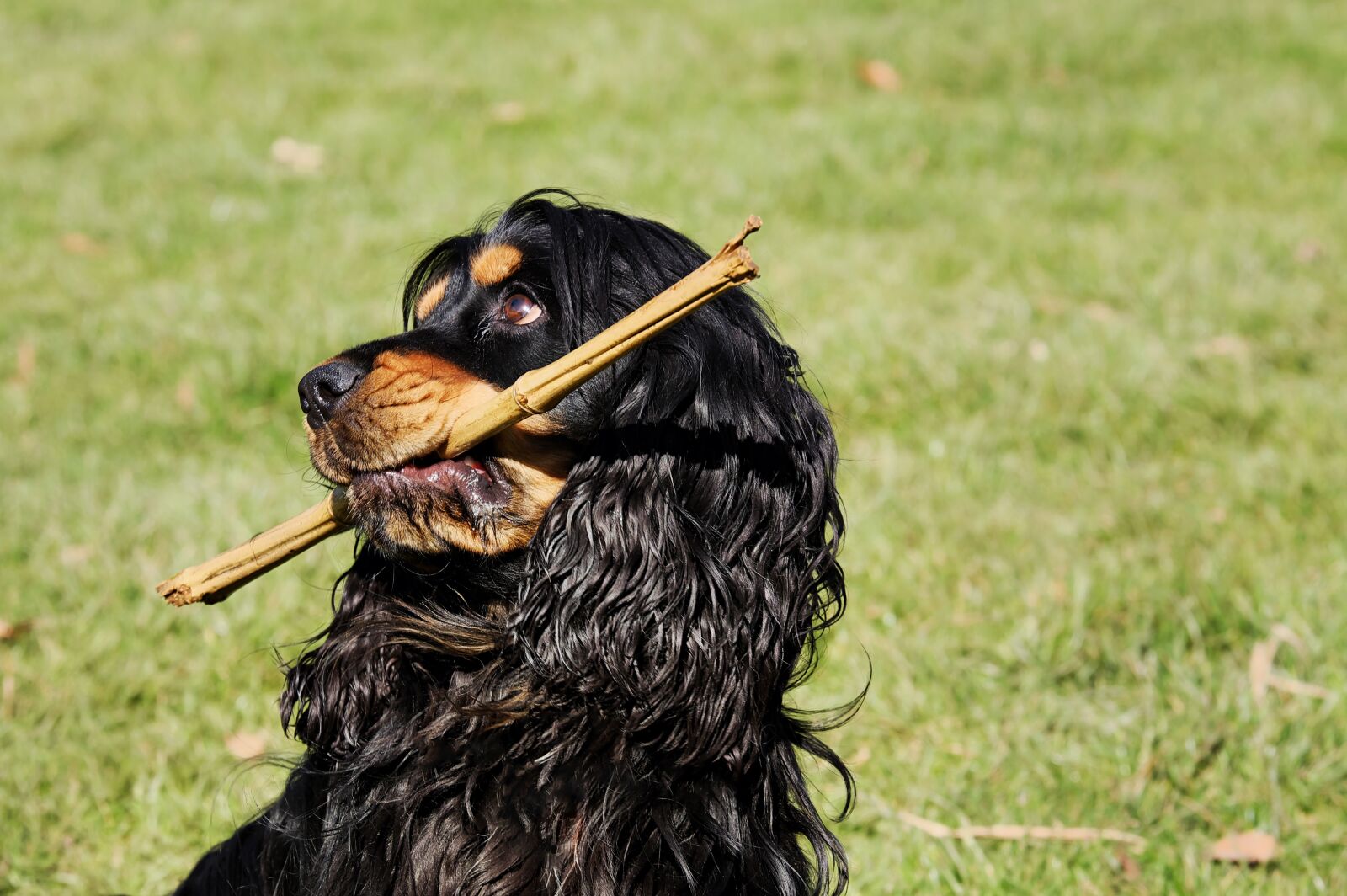 Fujifilm XF 55-200mm F3.5-4.8 R LM OIS sample photo. Cocker spaniel, dog, plays photography