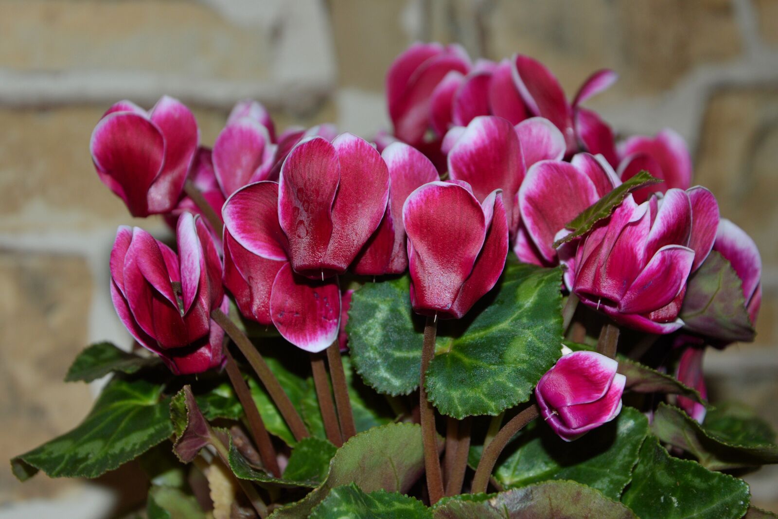 Nikon D3200 sample photo. Cyclamen, myrsinengewächse, flora photography
