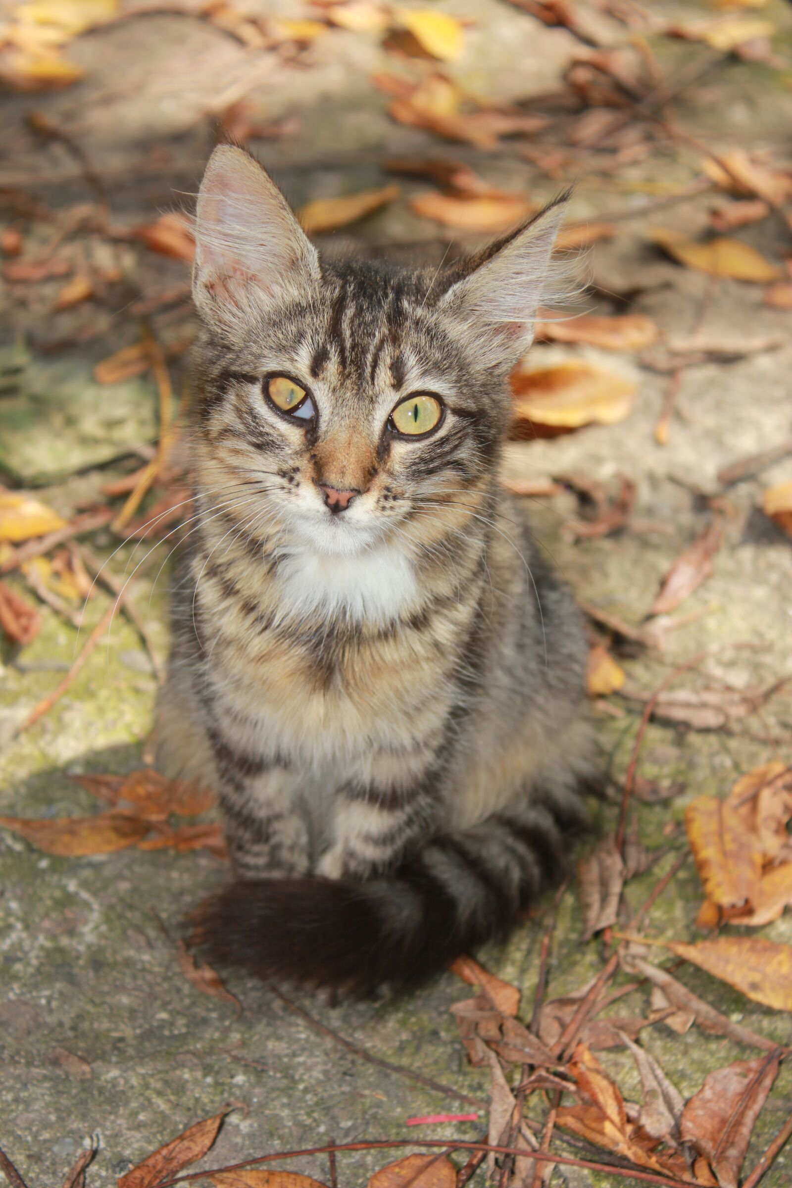 Canon EOS 550D (EOS Rebel T2i / EOS Kiss X4) sample photo. Cat, backyard, tabby photography