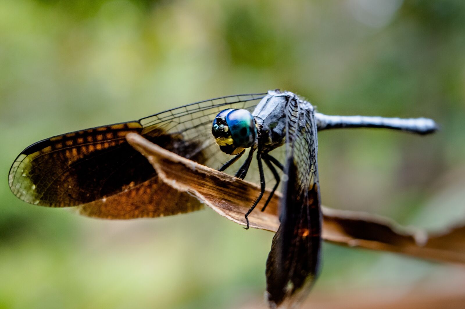 Nikon D3200 sample photo. Dragon, dragon fly, flying photography
