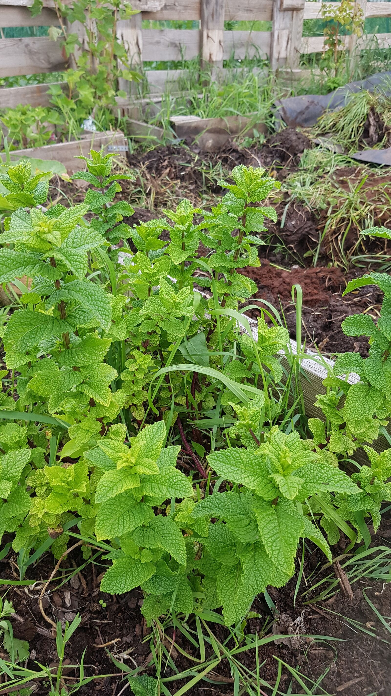 Samsung SM-G930F sample photo. Mint, plants, for photography