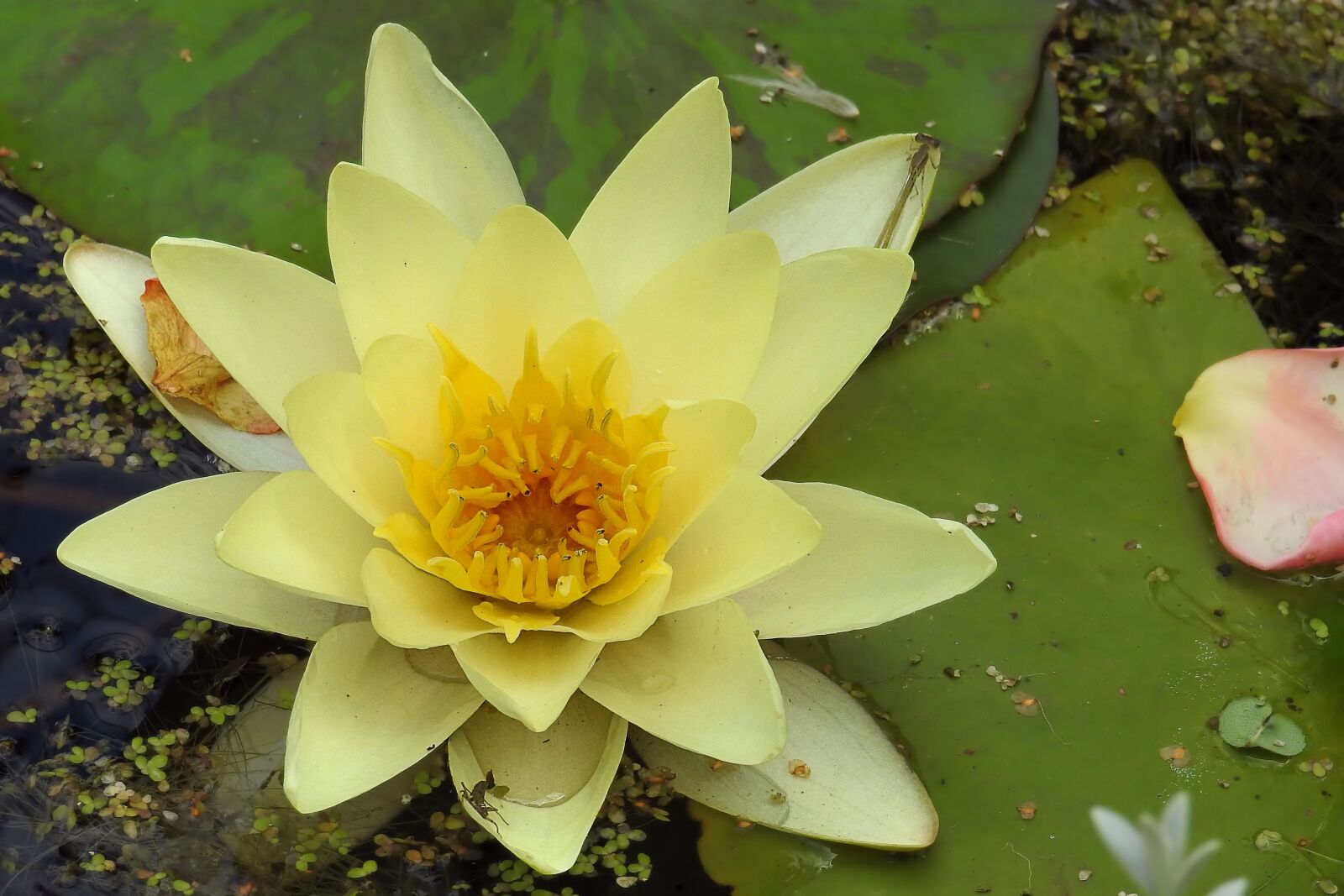 Nikon Coolpix P900 sample photo. Water lily, nuphar lutea photography