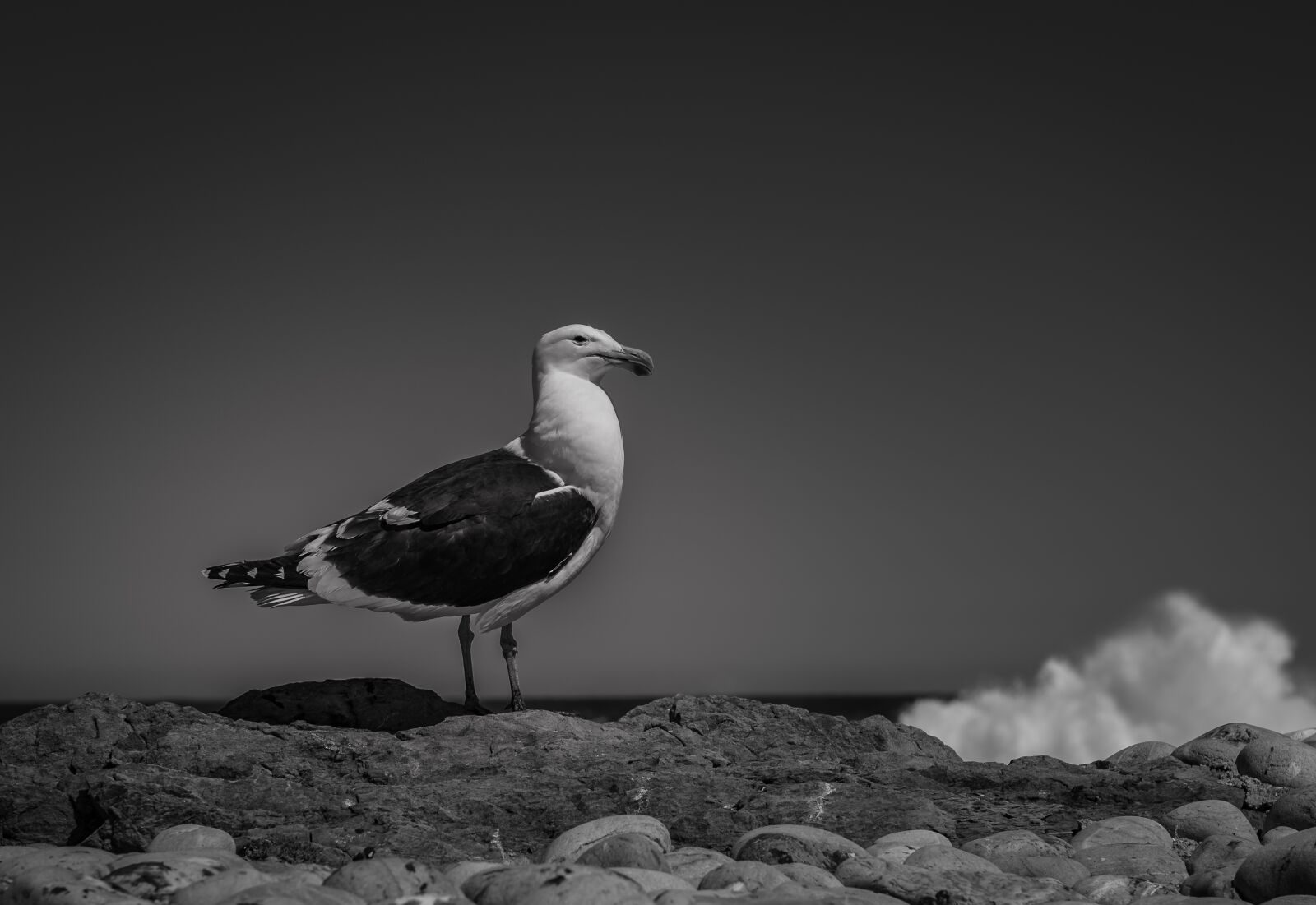 Nikon D750 sample photo. Seagull, sea, surf photography