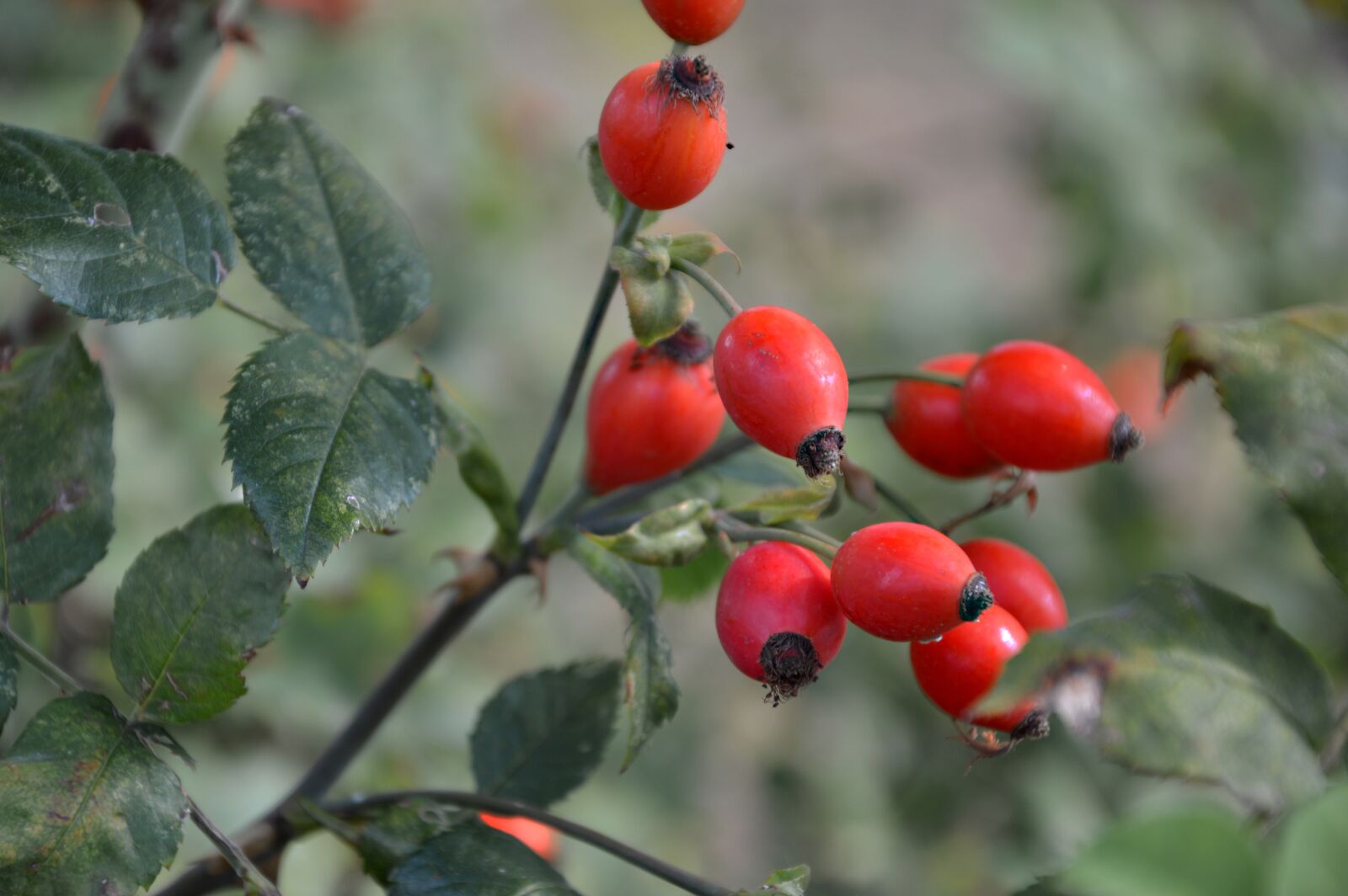 Nikon D3200 sample photo. Rose hip, wild rose photography
