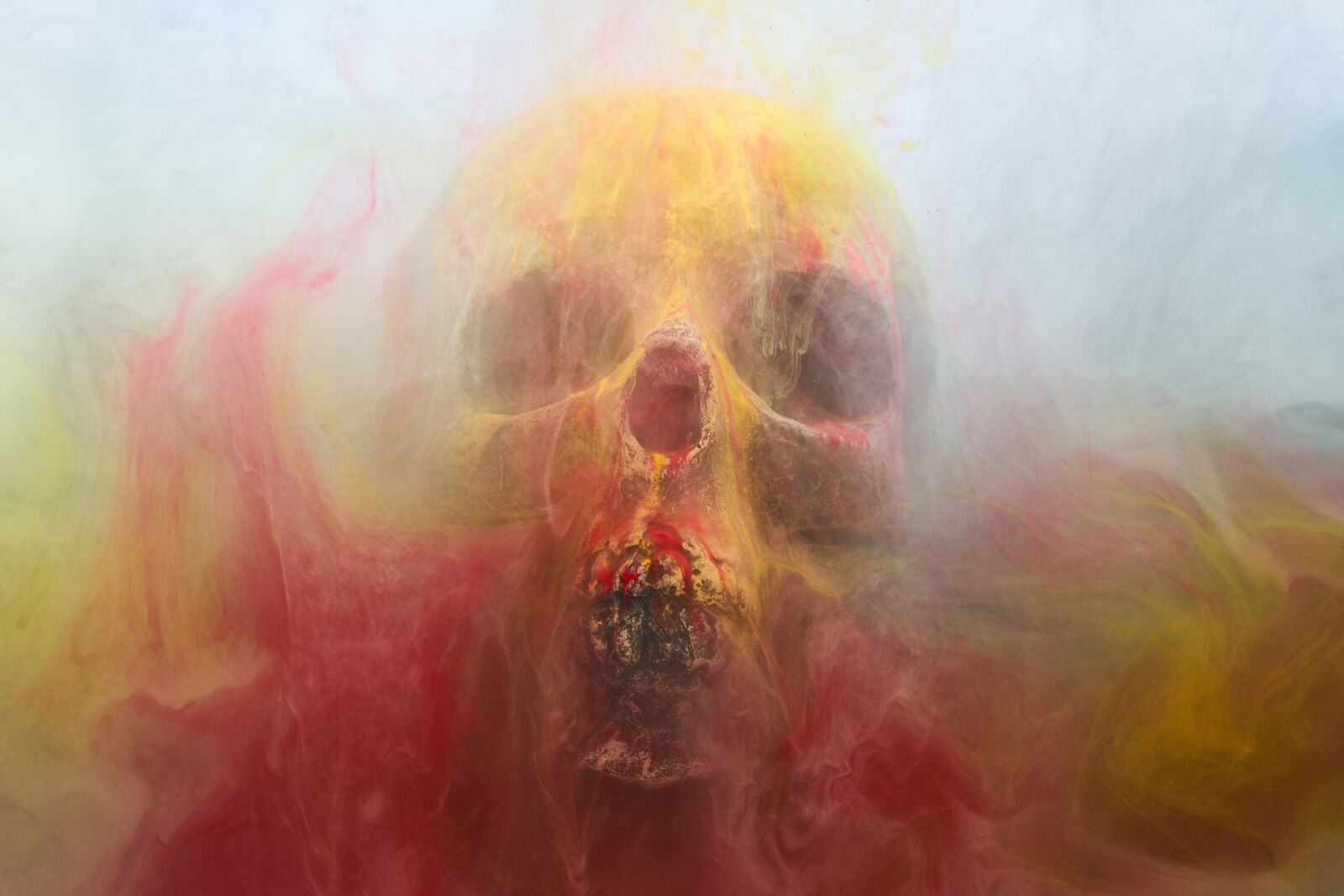 Sigma 85mm F1.4 DG HSM Art sample photo. Skull, dry head, skeleton photography