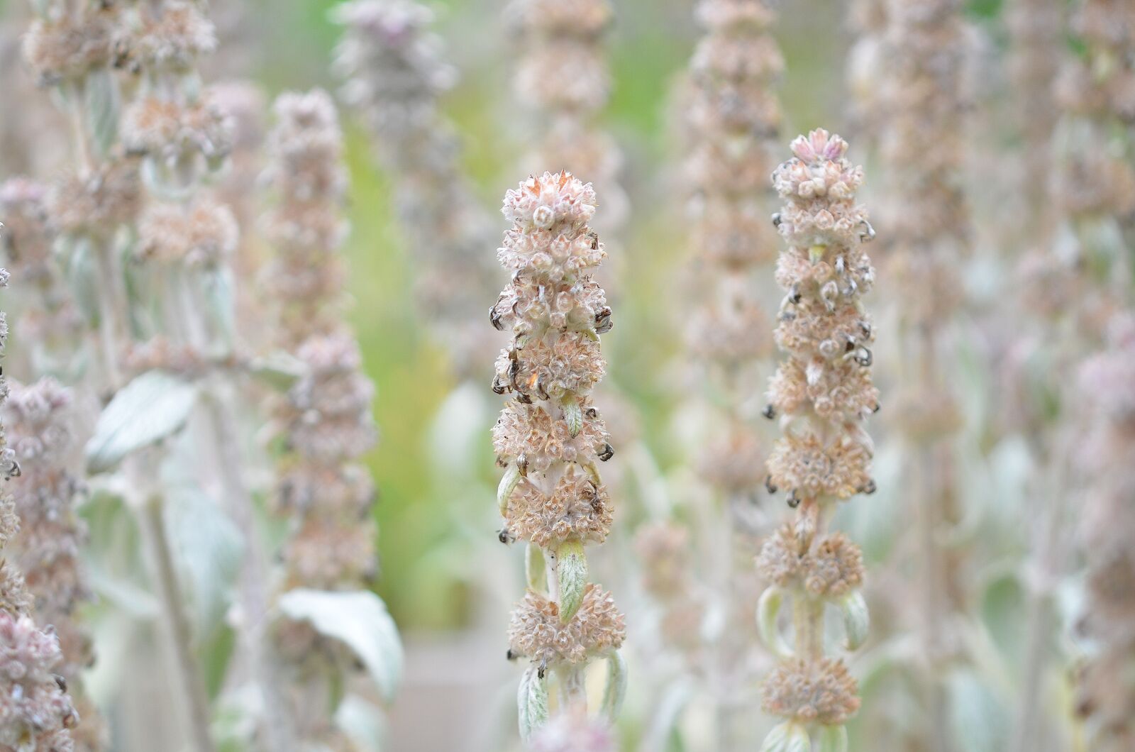 Nikon D7000 sample photo. Flower, natur, floral photography