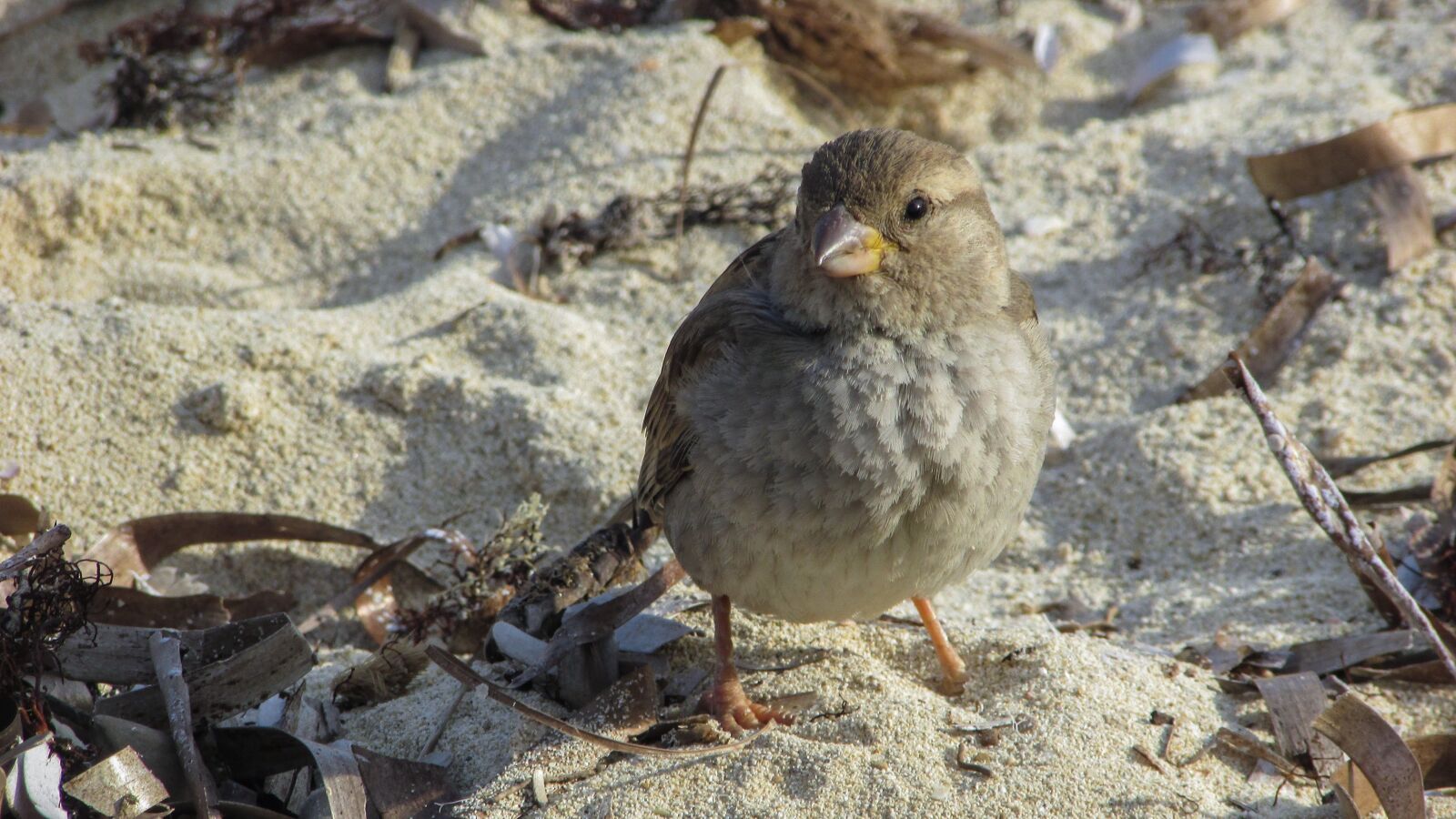 Canon PowerShot SX400 IS sample photo. Sparrow, beach, bird photography