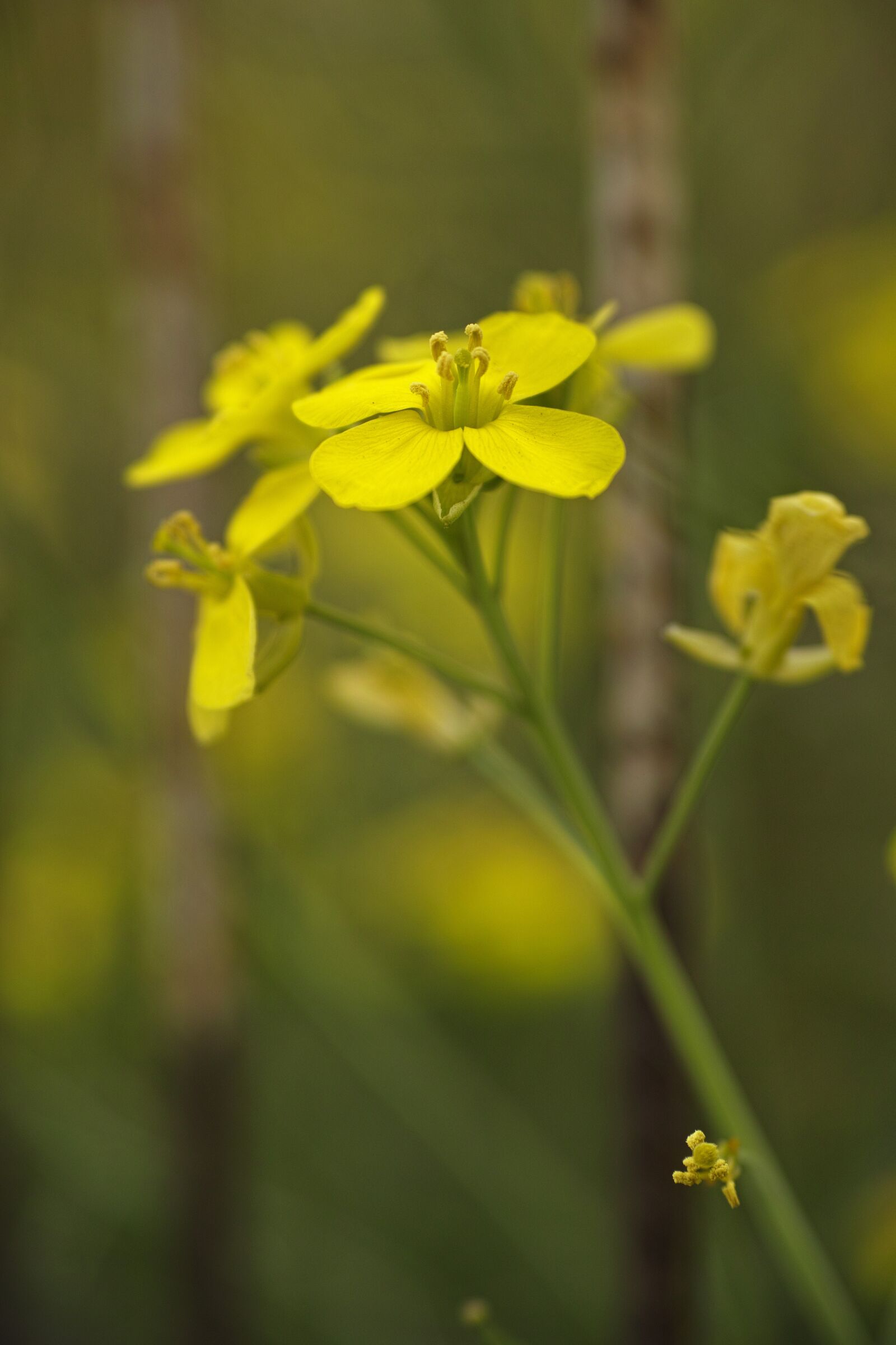Sigma DP3 Merrill sample photo. Flower, yellow, macro photography