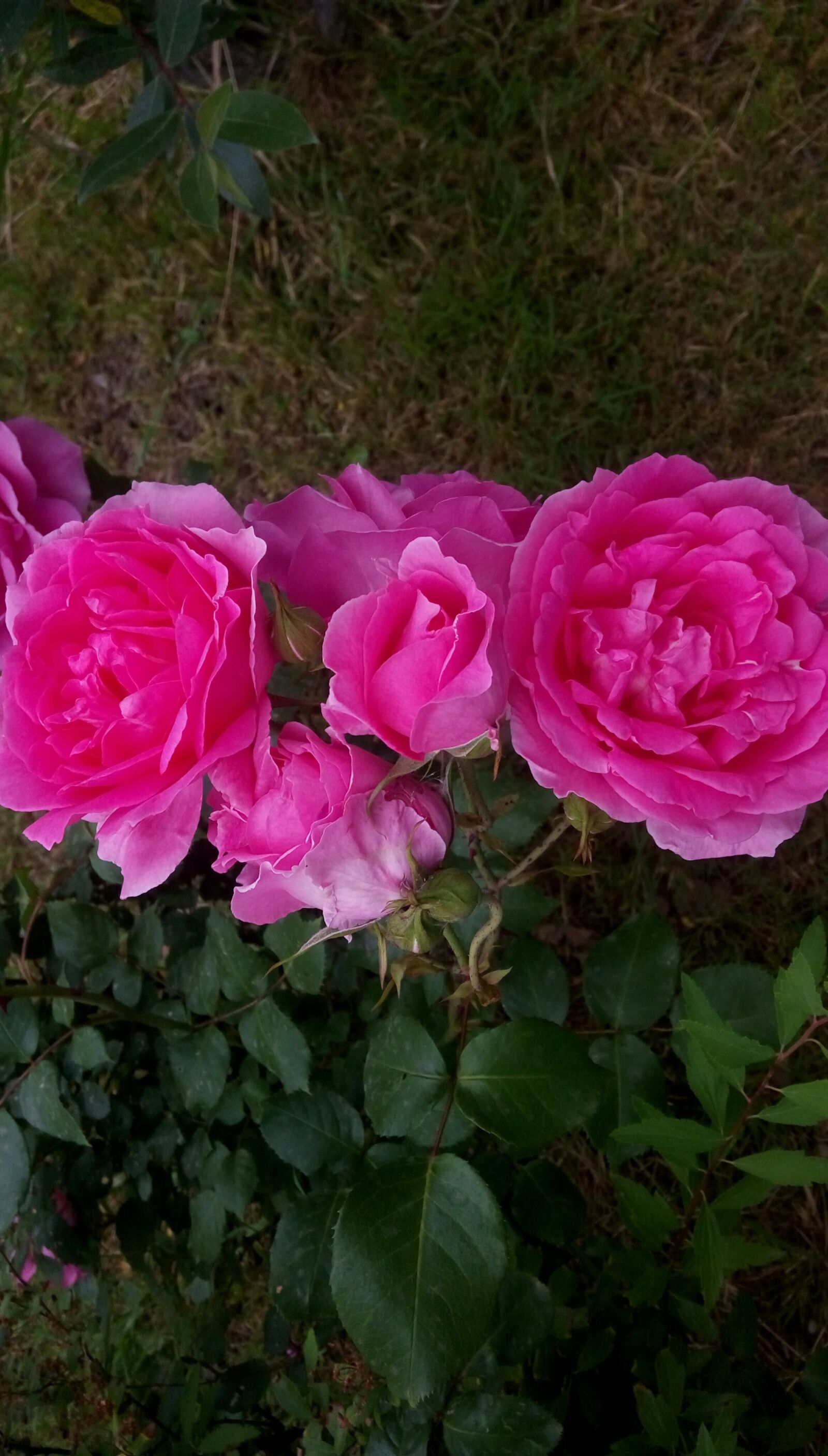 HTC D728W sample photo. Nice, natural, roses photography