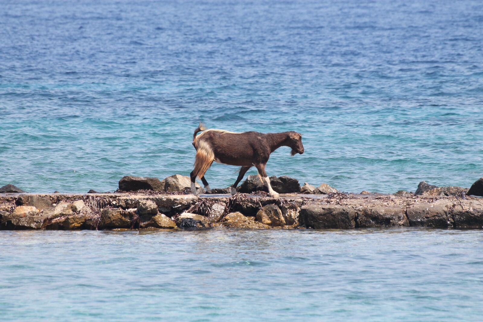 Canon EOS 1100D (EOS Rebel T3 / EOS Kiss X50) sample photo. Goat, sea, island photography