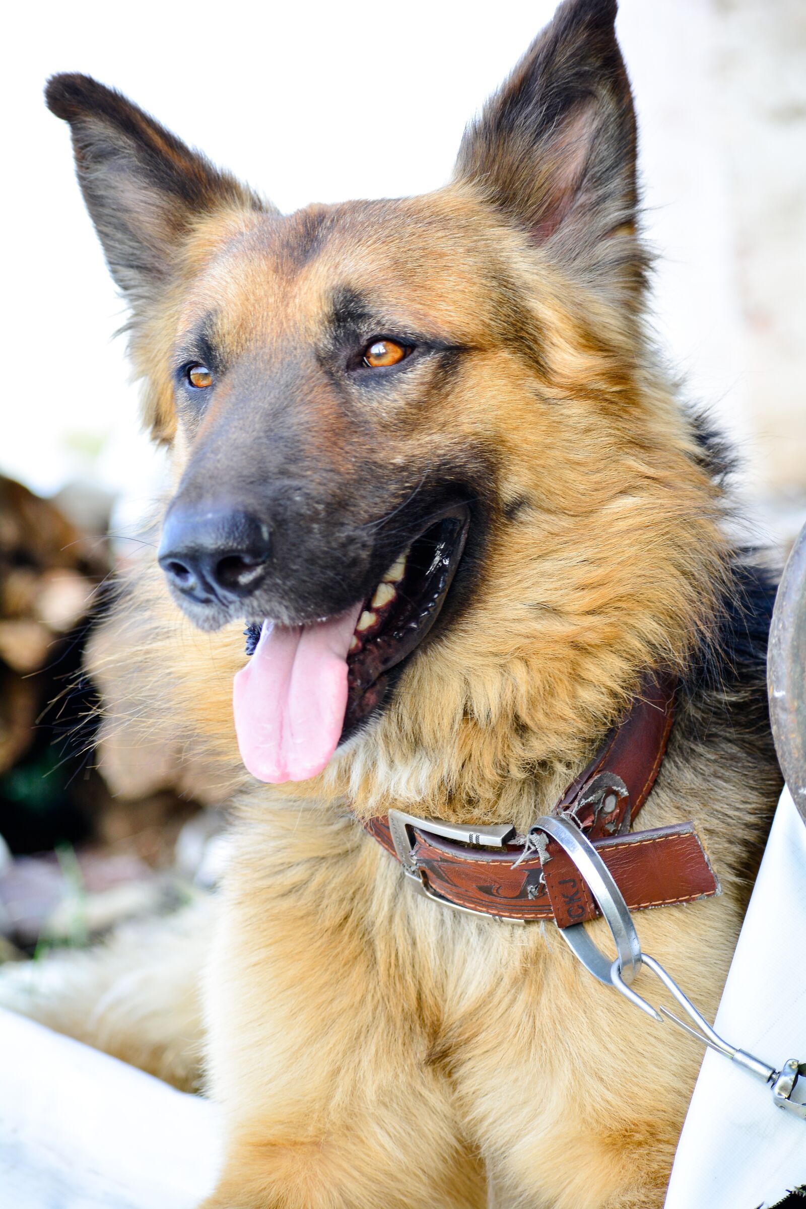 Nikon D5200 sample photo. Dog, pet, animal photography