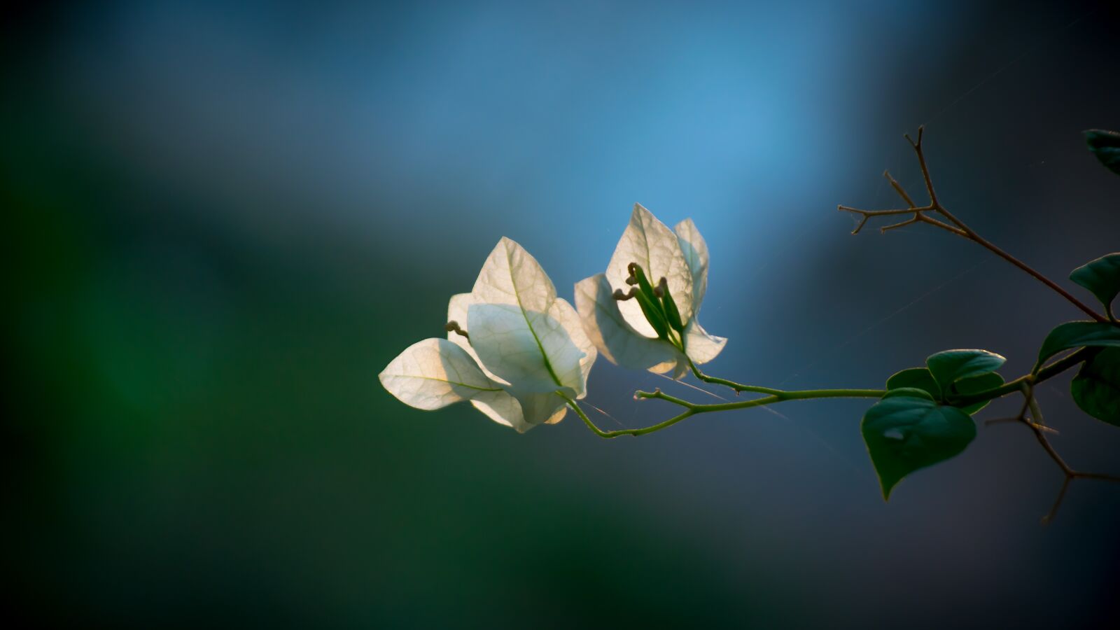 Nikon D3300 sample photo. Flower, white, spring photography