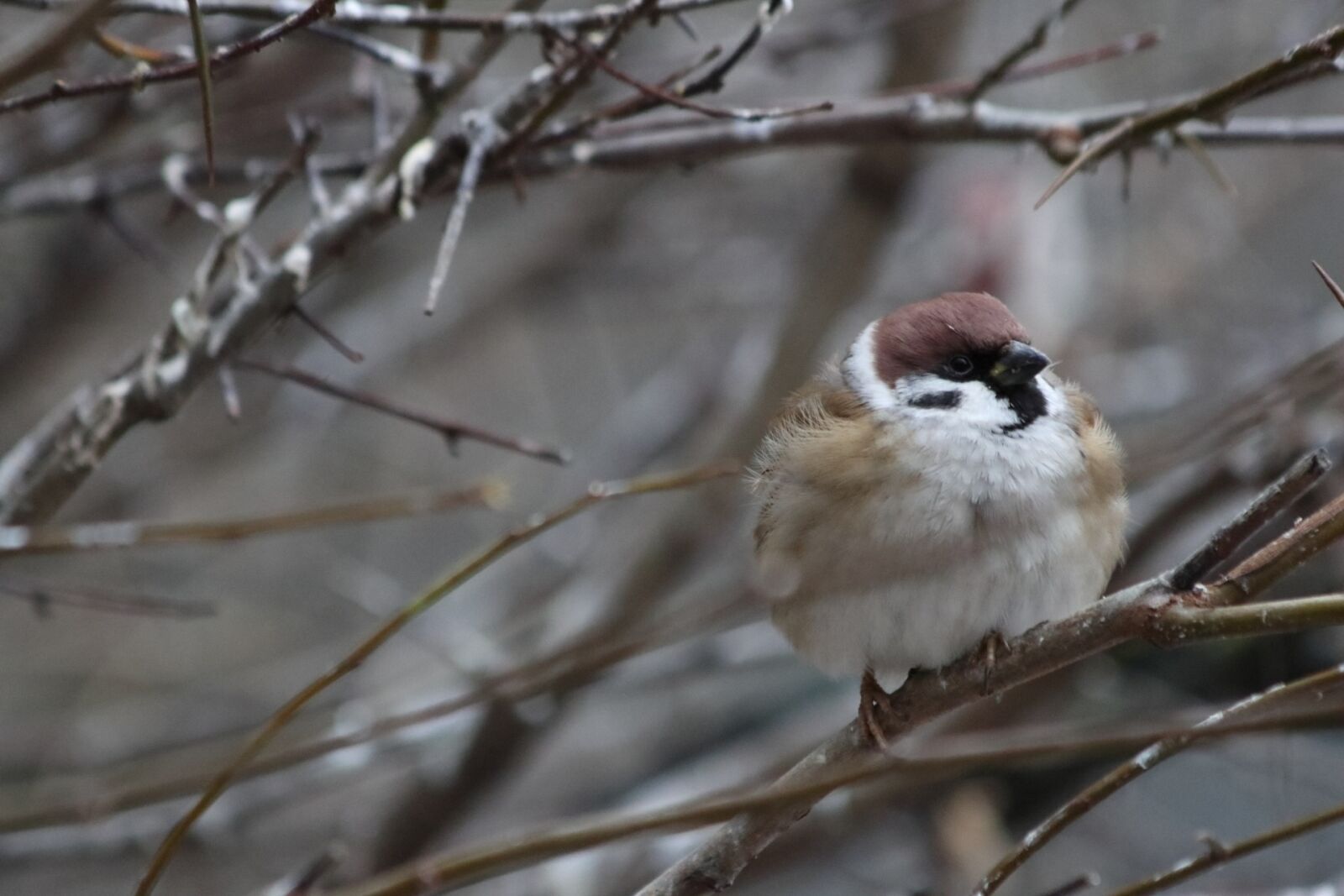 Canon EOS 77D (EOS 9000D / EOS 770D) sample photo. Bird, living nature, nature photography