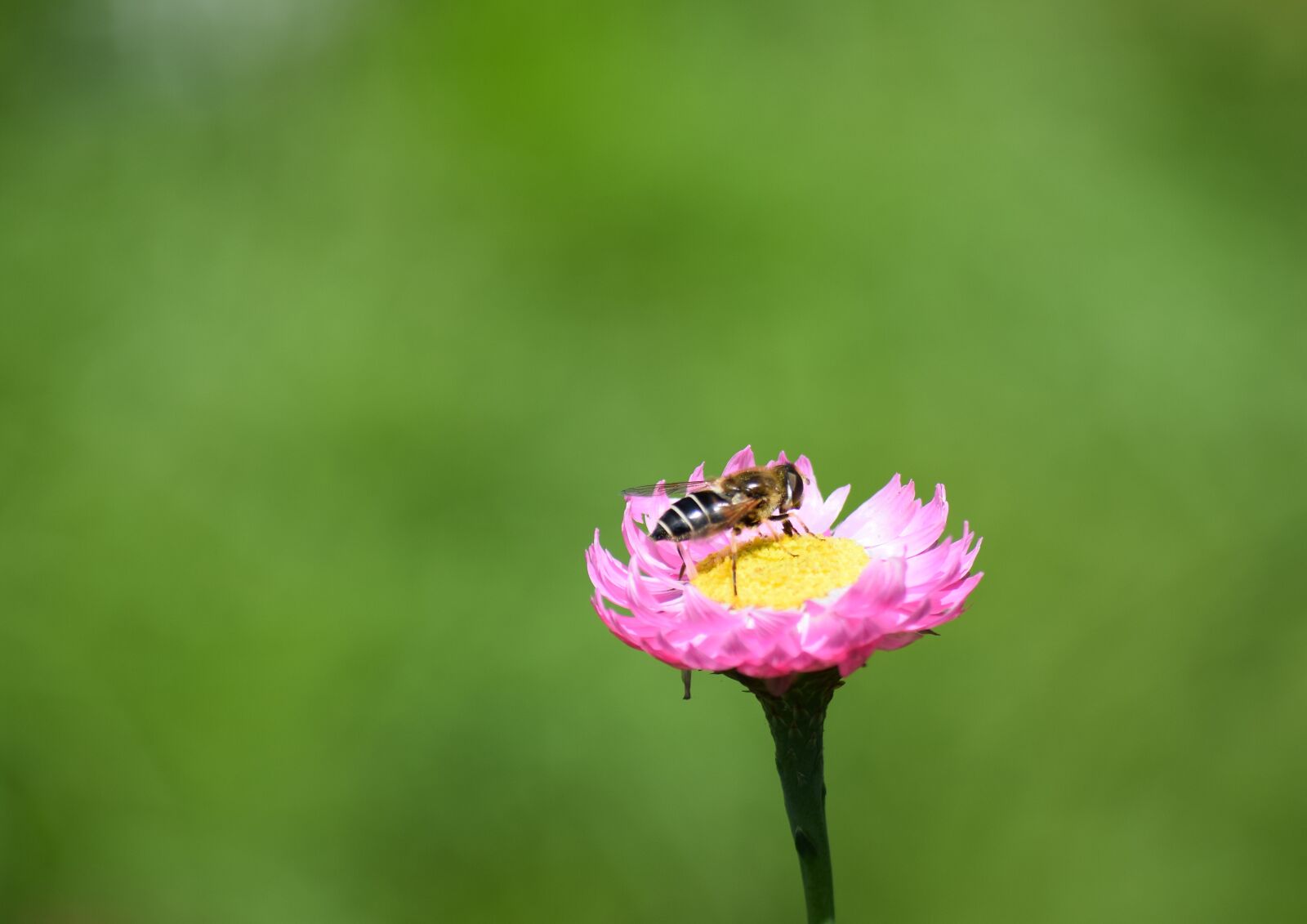 Nikon D5300 sample photo. Biene, insekt, blüte photography